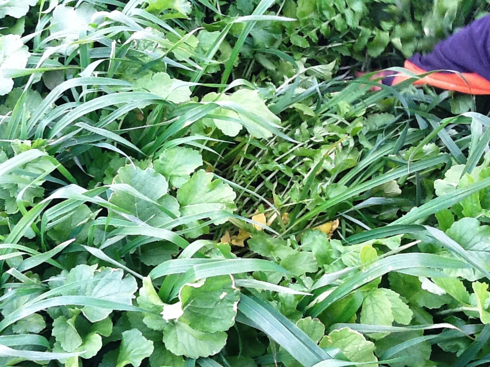 Late Summer Mixtures Cover CRops