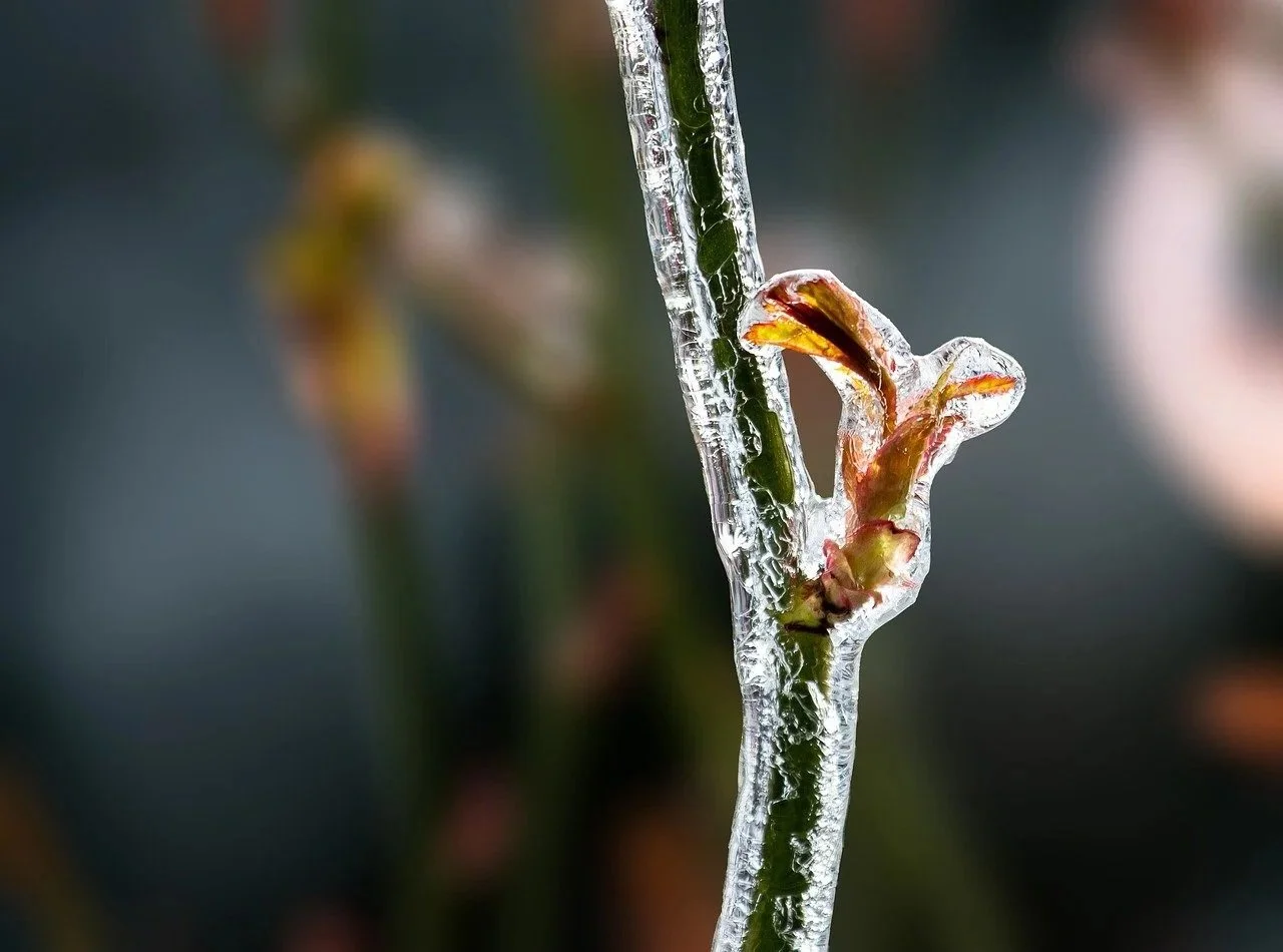 rose stem frost winter.jpg
