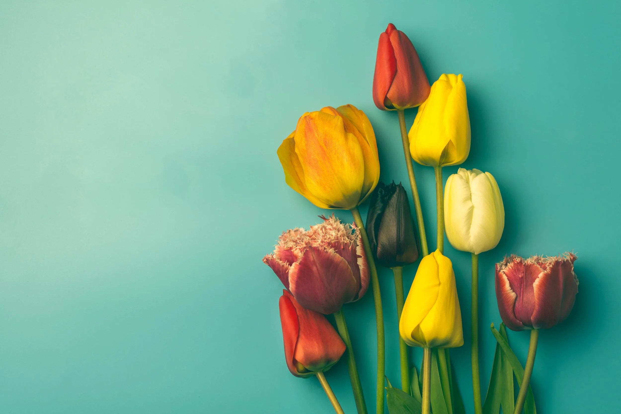 tulips istock.jpg