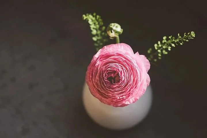 ranunculus-3998328__480.jpg