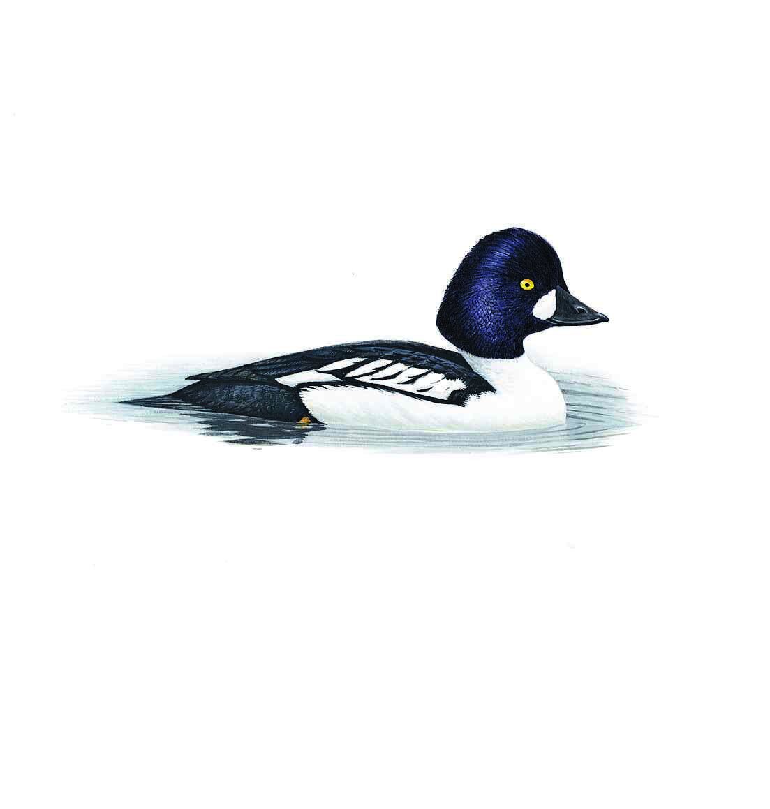 Hybrid Goldeneye, 2006  (Copy)