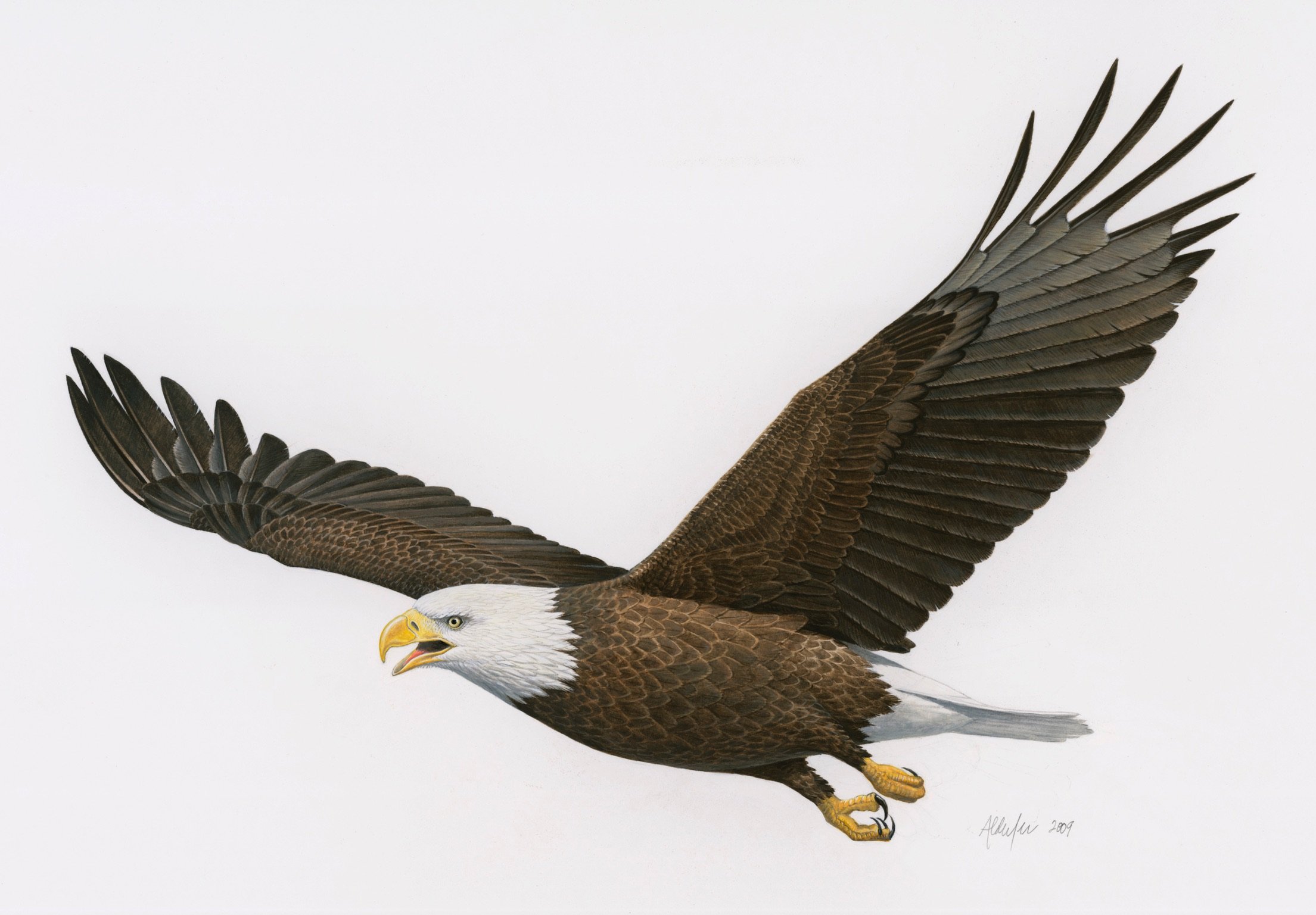 Bald Eagle in Flight, 2009  (Copy)