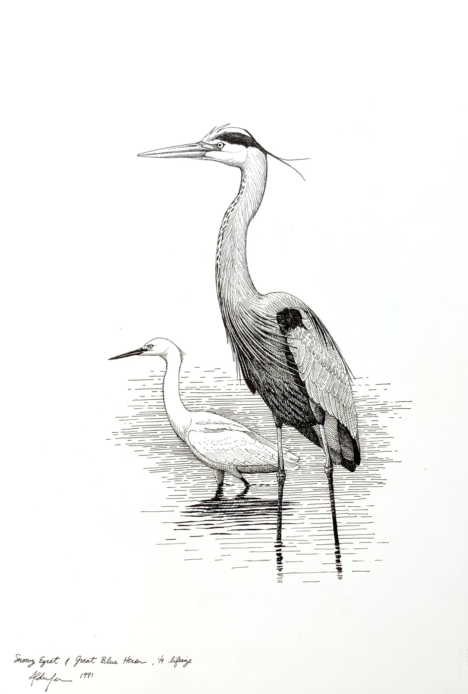 Snowy Egret and Great Blue Heron, 1991  (Copy)