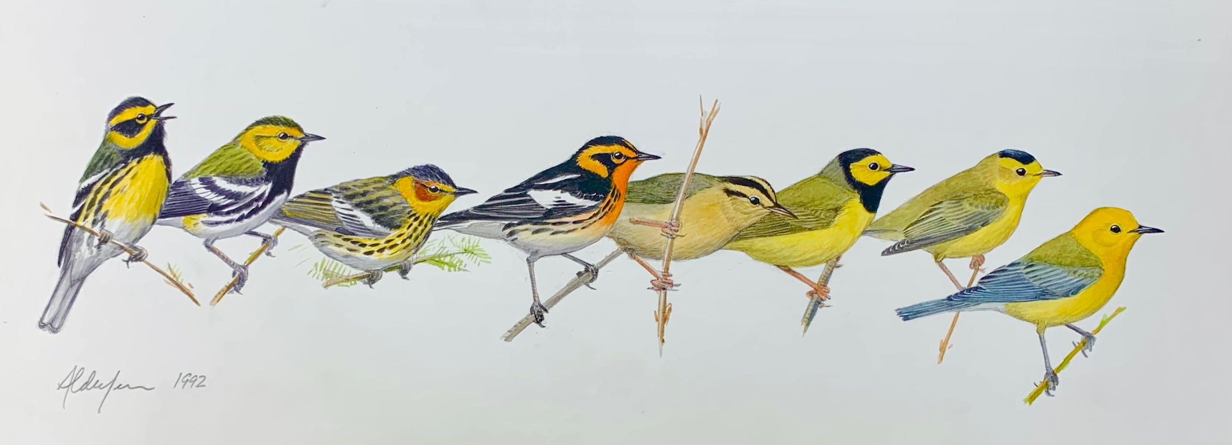 Spring Warblers, 1992  (Copy)