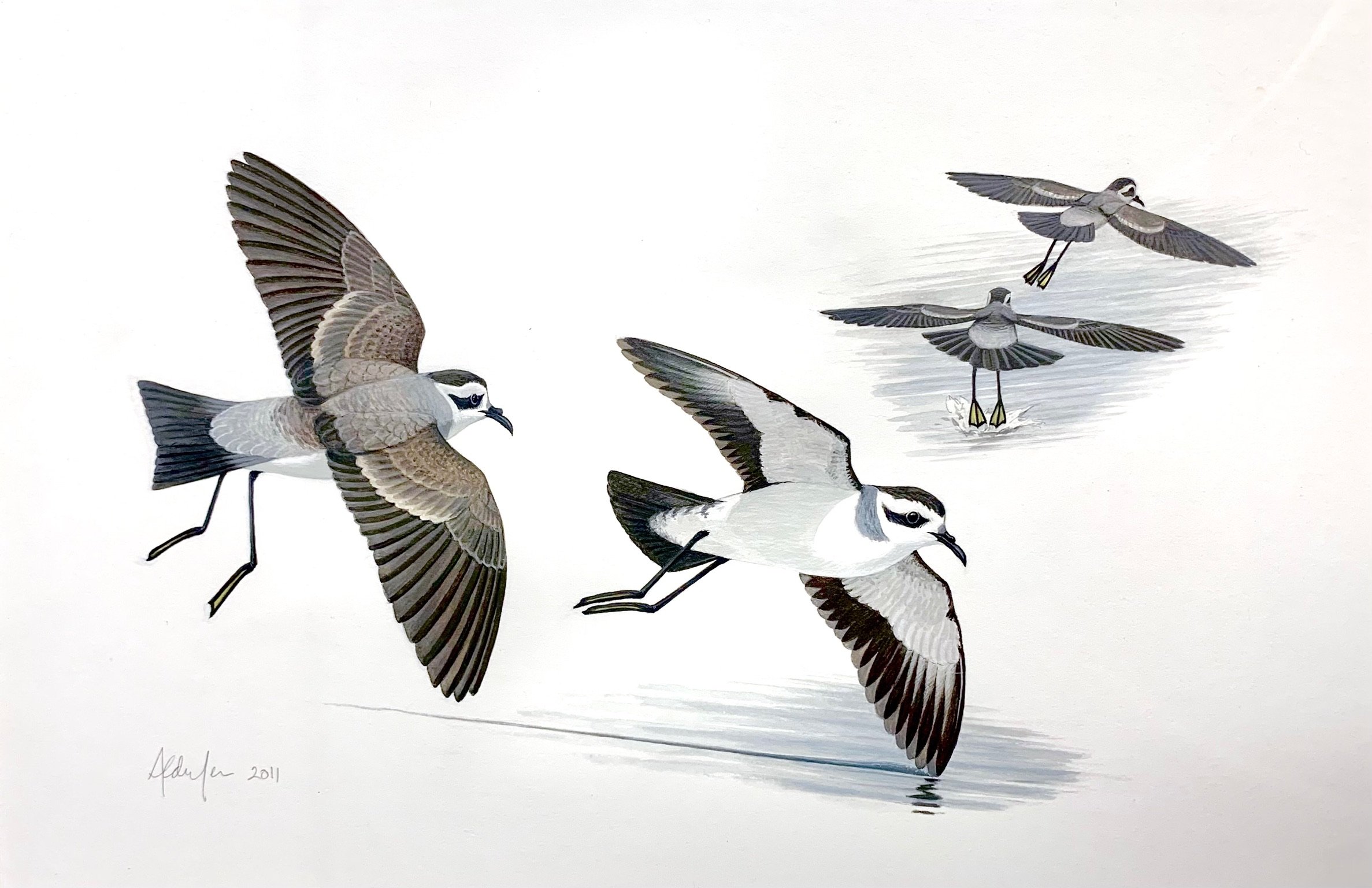 White-faced Storm-Petrels, 2011 (Copy)