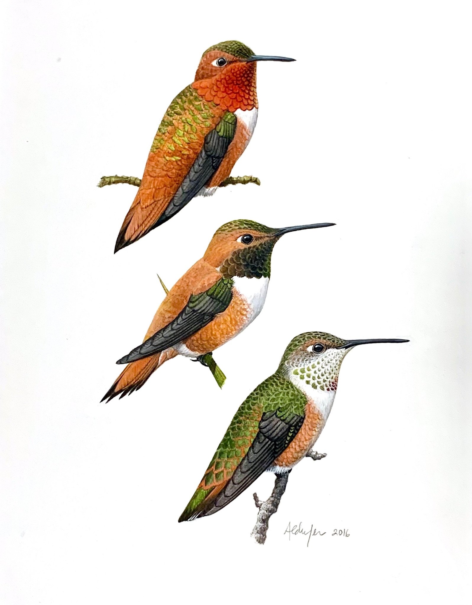  Rufous Hummingbirds #1, 2016  (Copy)