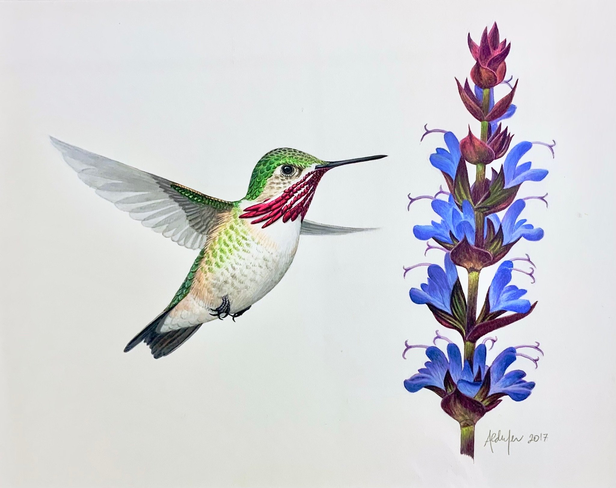 Calliope Hummingbird and Salvia, 2016  (Copy)