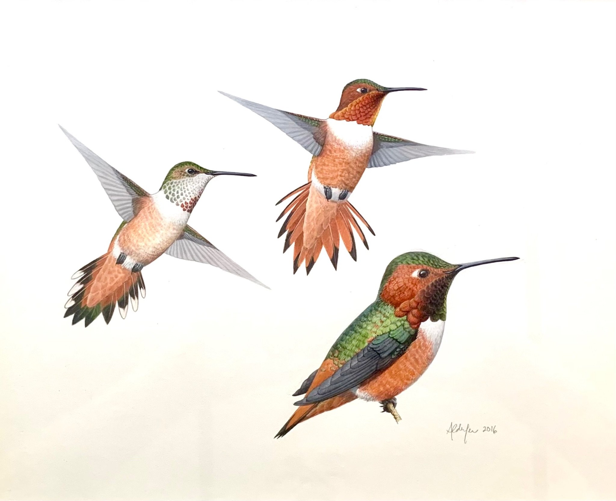 Allen's Hummingbirds, 2016  (Copy)