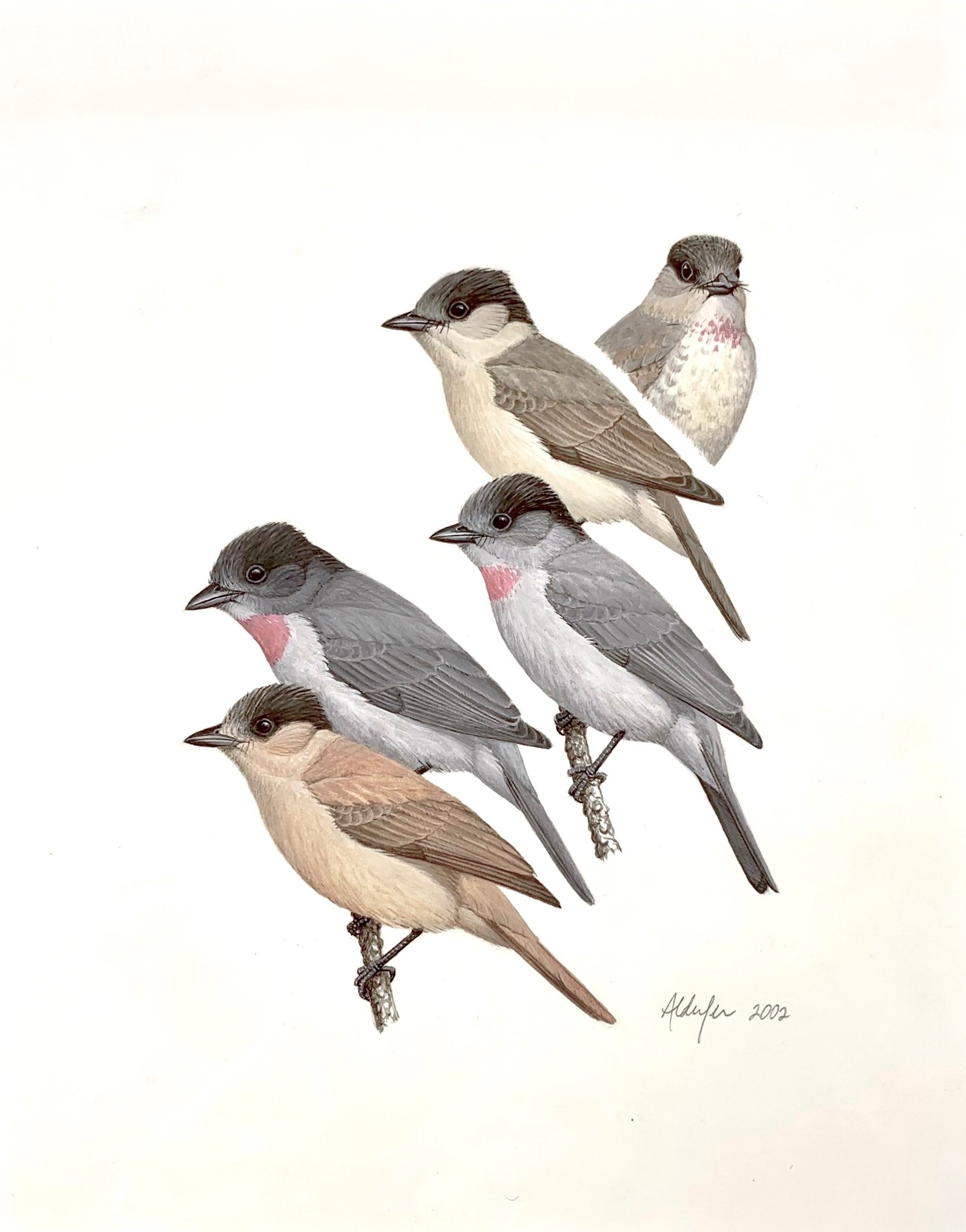 Rose-throated Becards, 2002  (Copy)