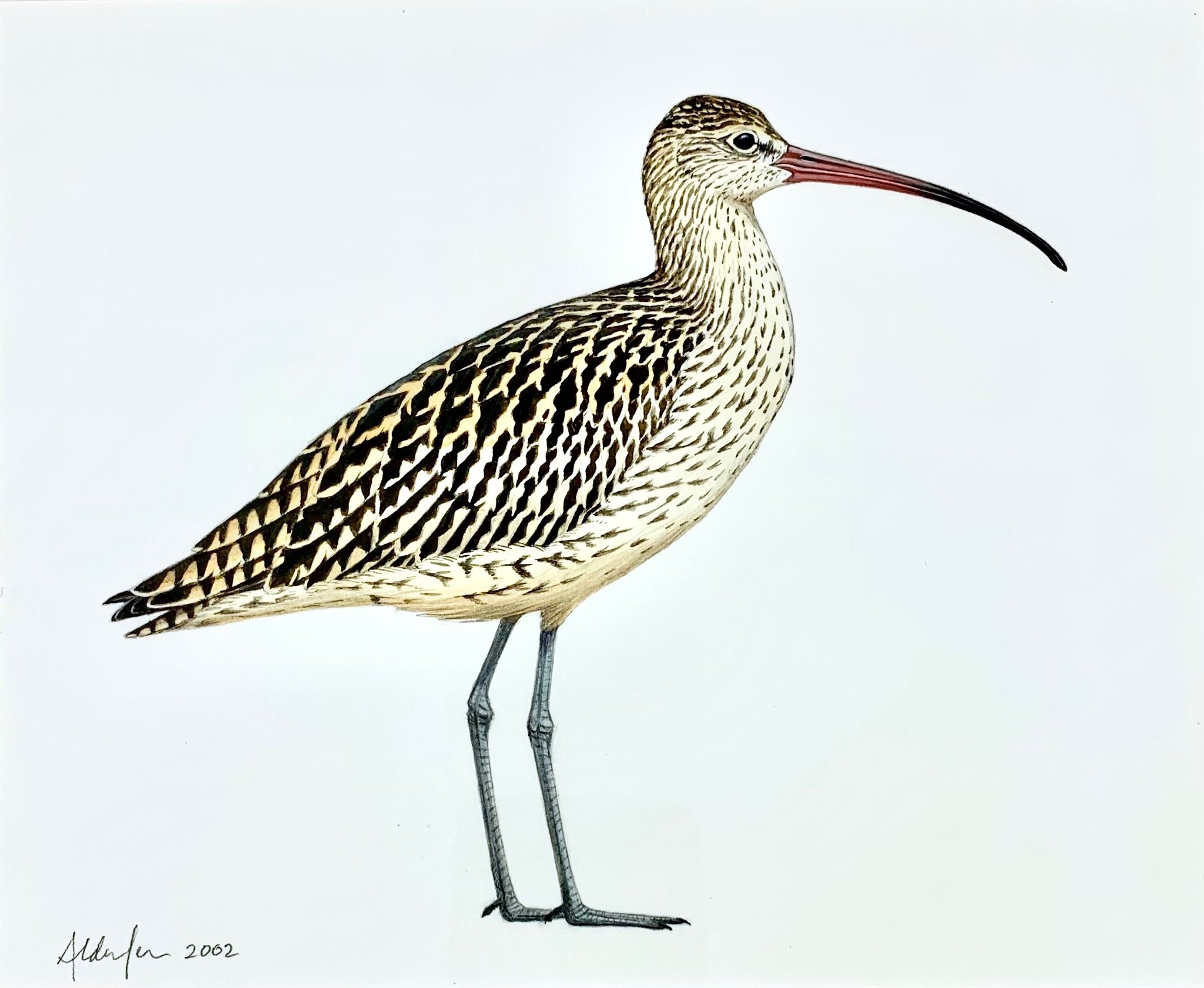 Far Eastern Curlew, 2002  (Copy)