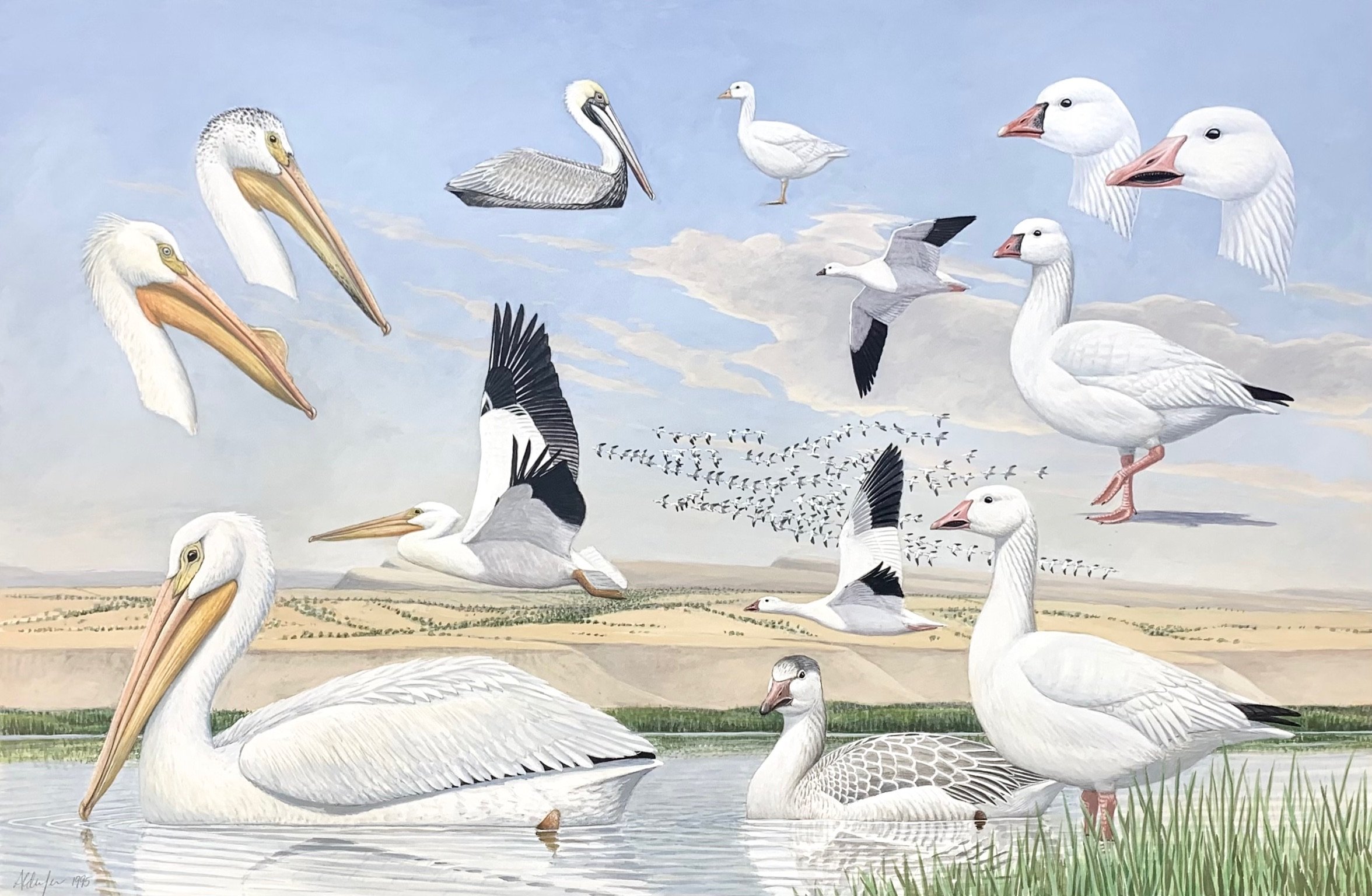 Pelicans and Geese, 1995  (Copy)