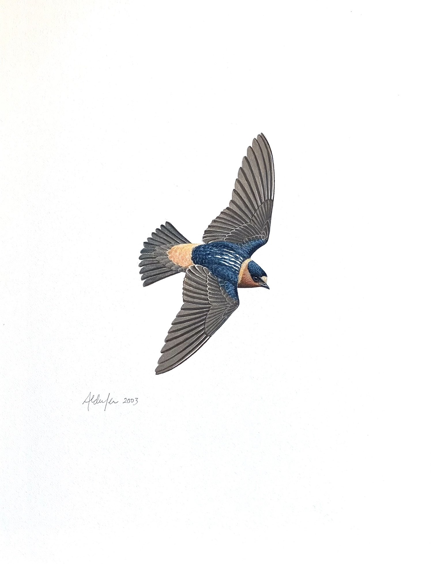 Cliff Swallow, 2003  (Copy)