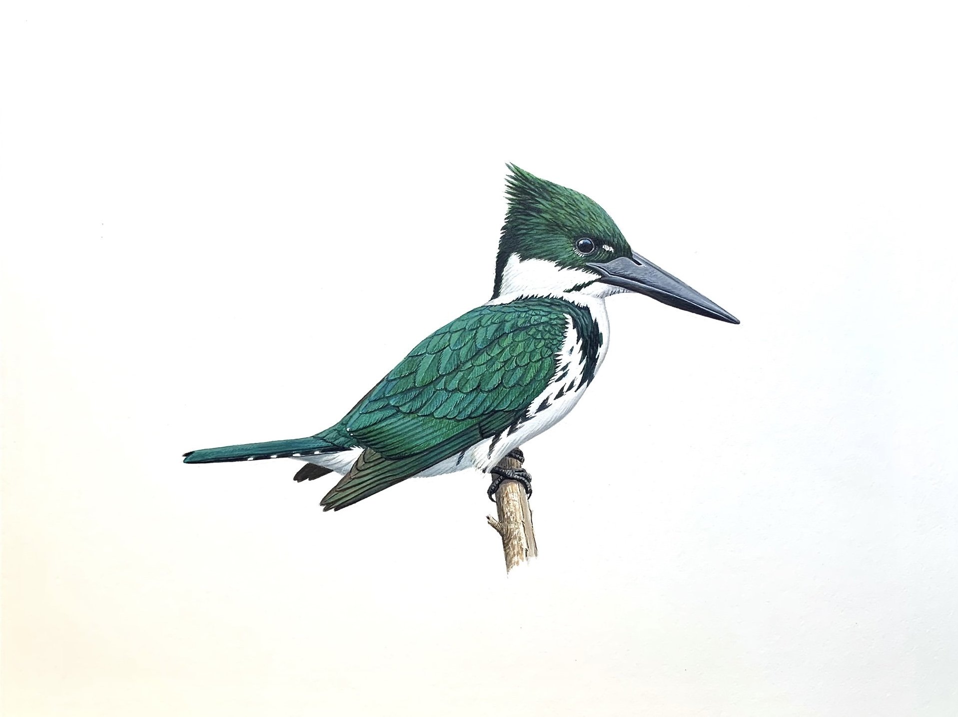 Amazon Kingfisher, 2011  (Copy)