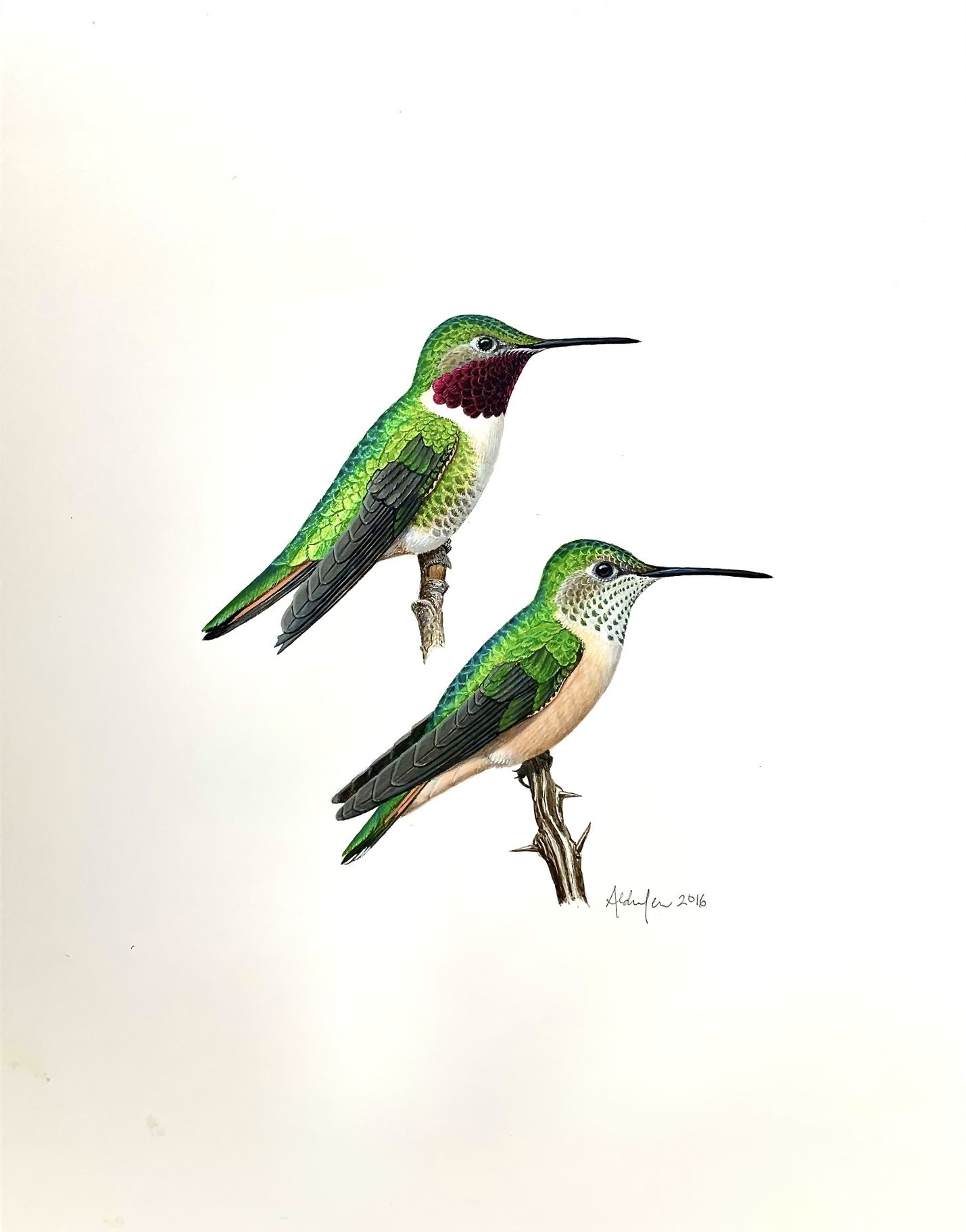 Perched Broad-tailed Hummingbirds, 2016  (Copy)