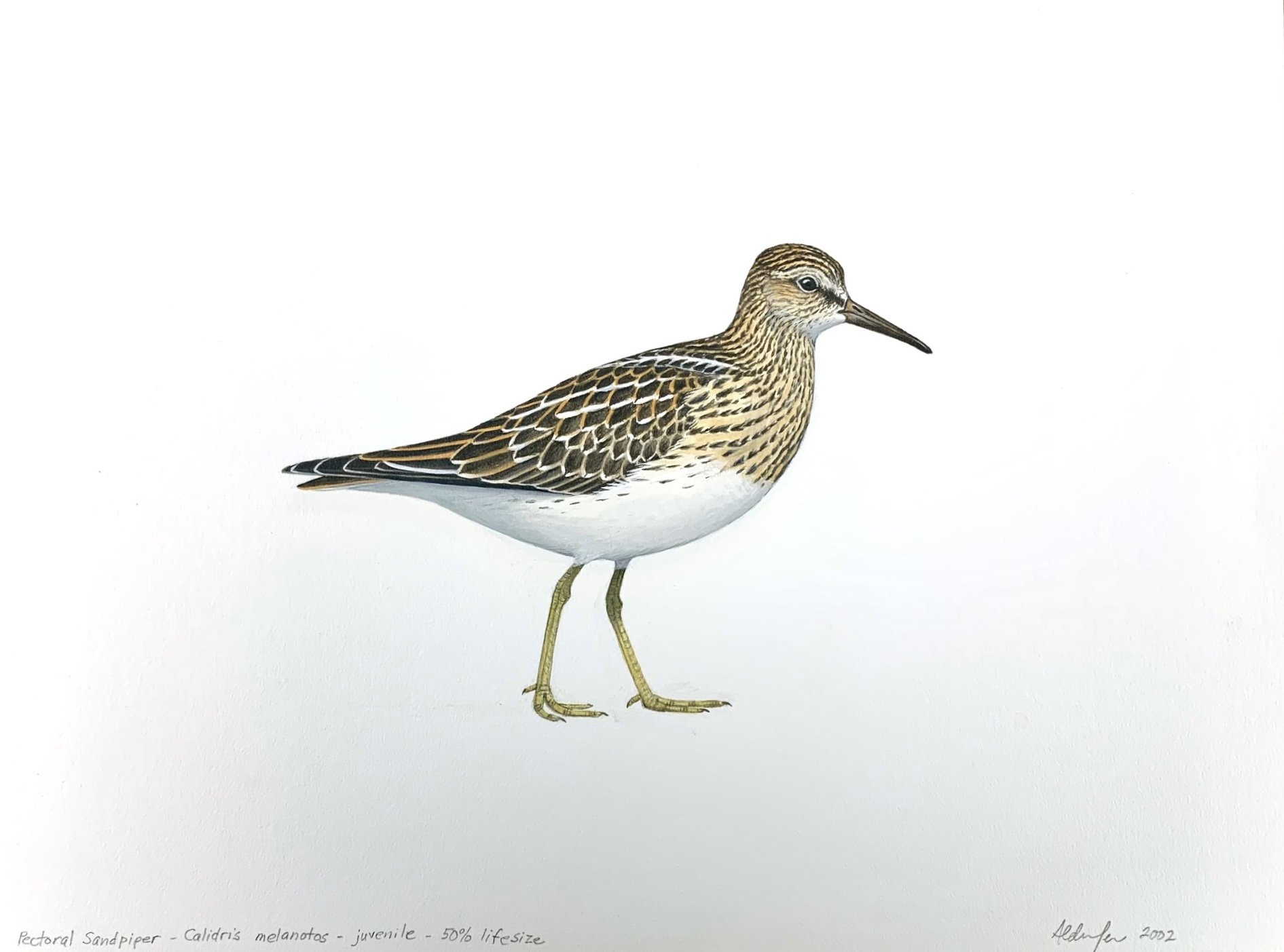 Pectoral Sandpiper, 2002 (Copy)