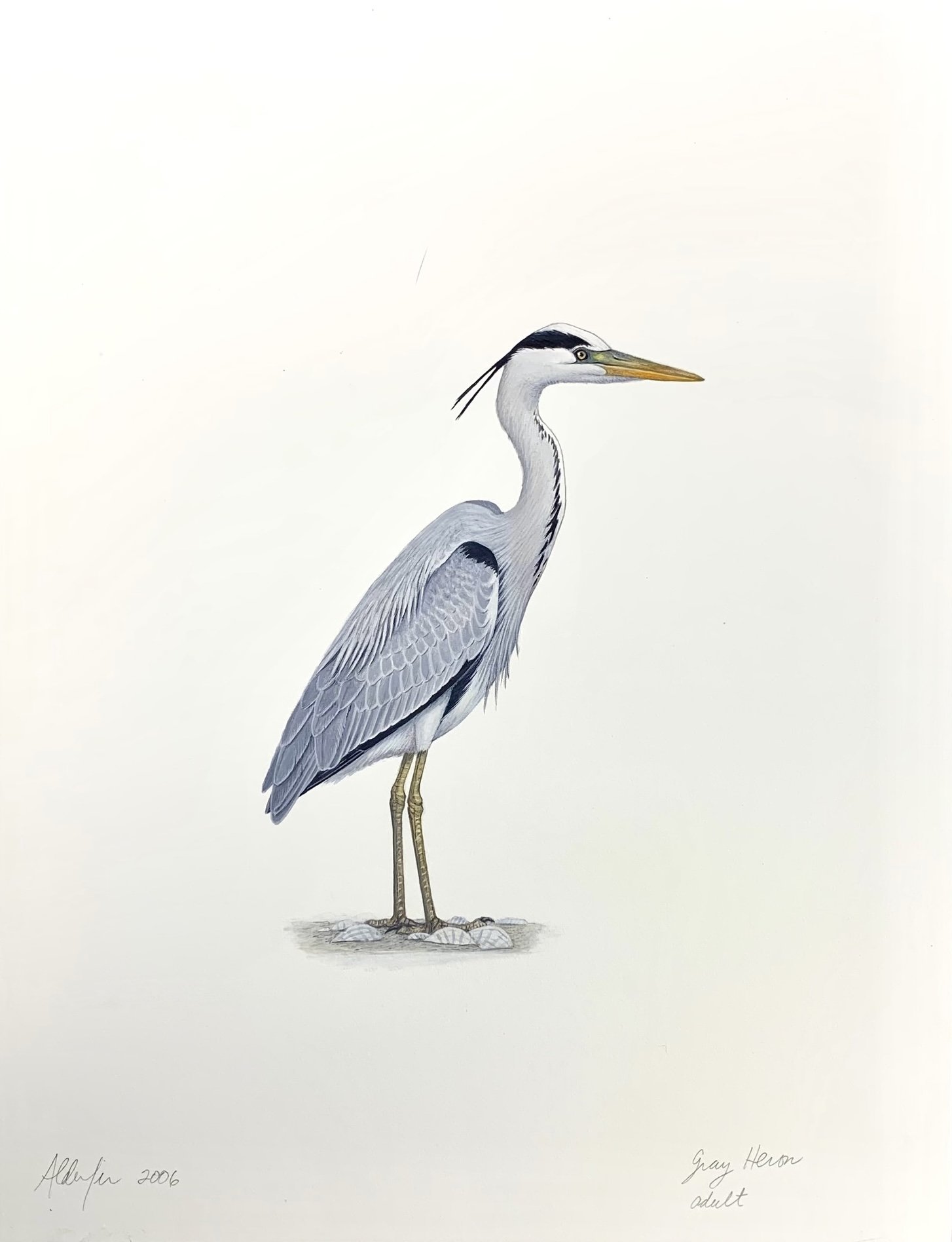 Gray Heron, 2006  (Copy)