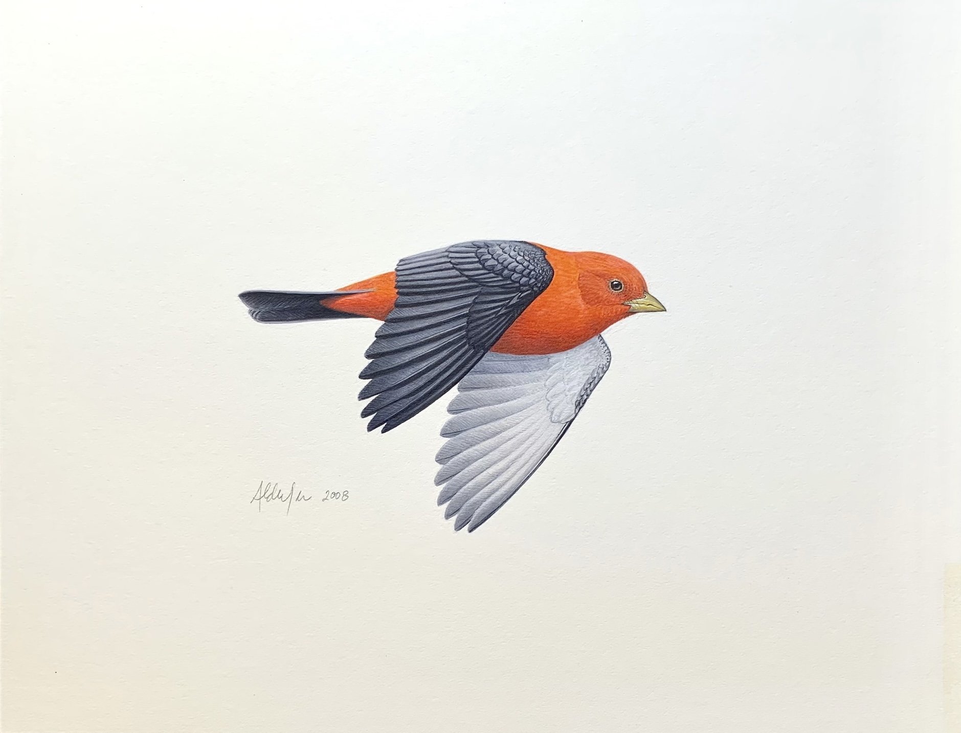 Flying Scarlet Tanager, 2008  (Copy)