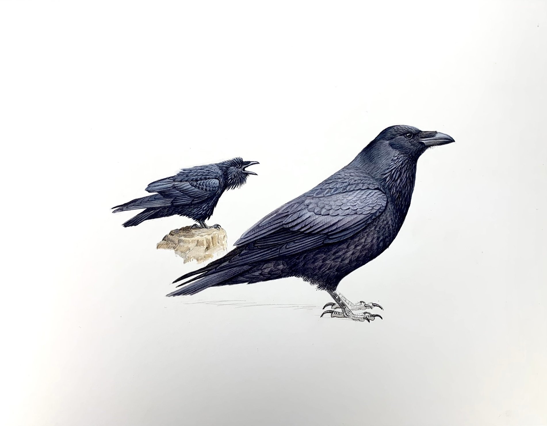 Common Ravens, 2011  (Copy)