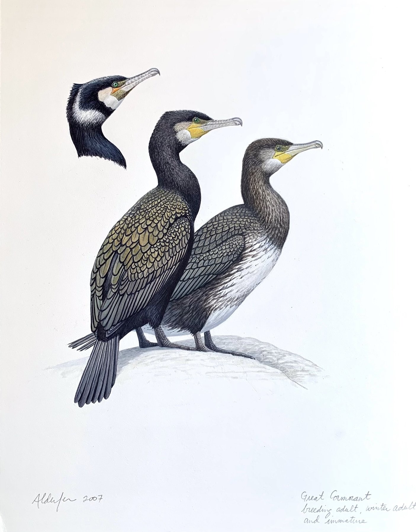 Great Cormorants, 2007  (Copy)