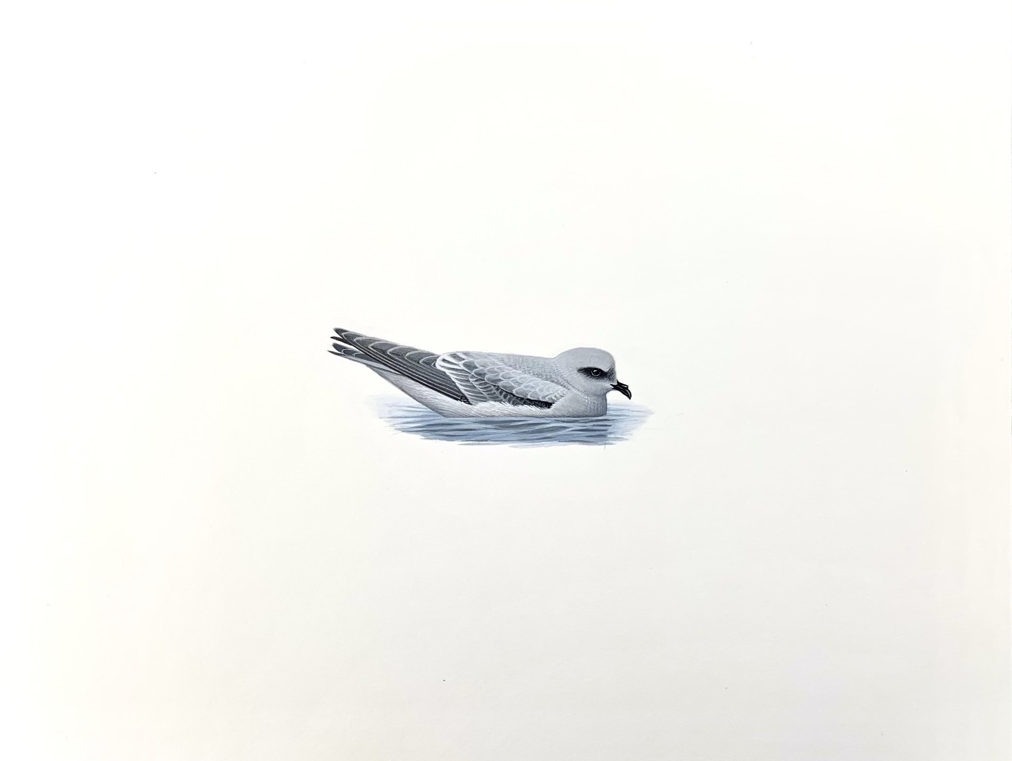 Fork-tailed Storm-Petrel, 2011  (Copy)