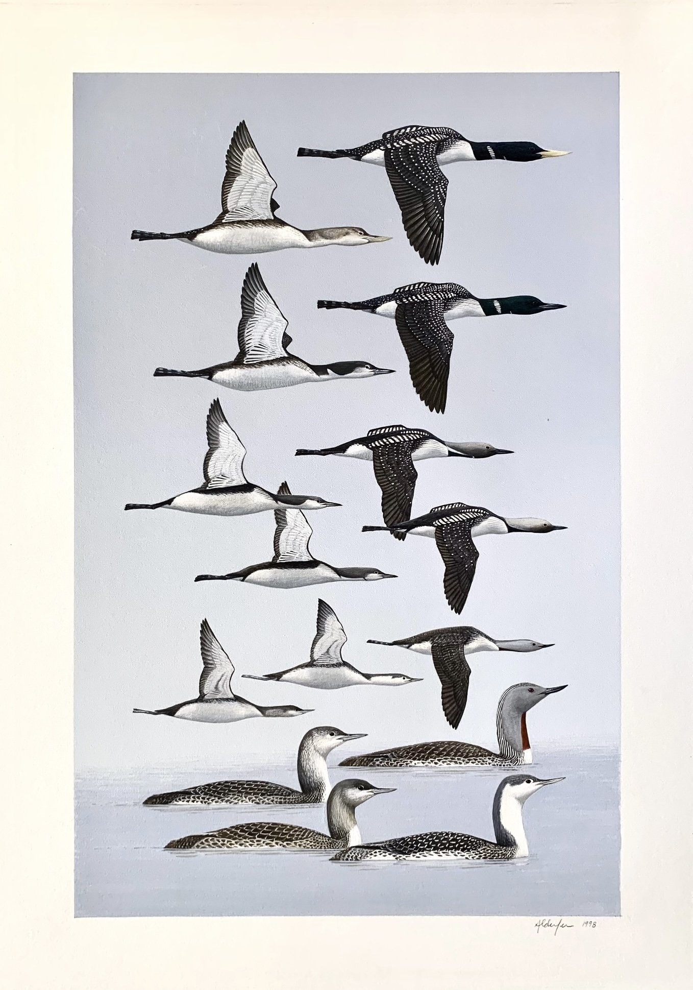 All Five Species of Loons, 1998  (Copy)