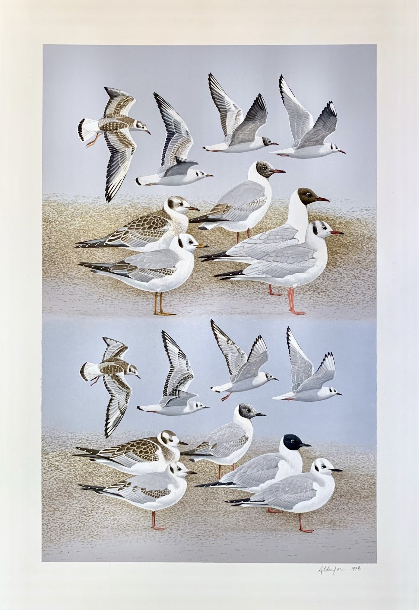 Bonaparte's and Black-headed Gulls, 1998 (Copy)