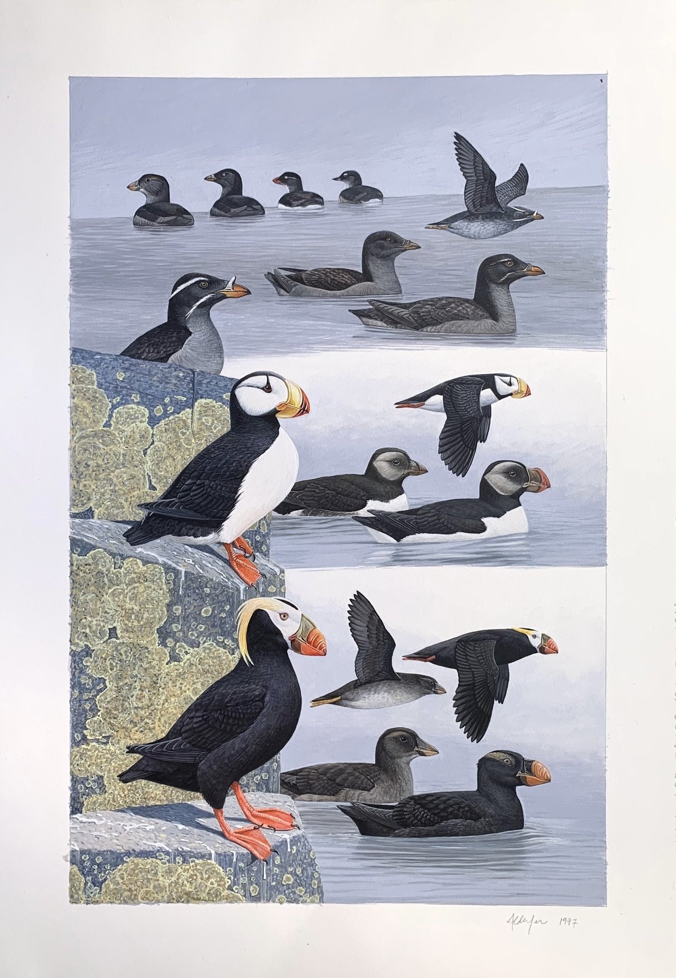 North Pacific Puffins and Rhinoceros Auklets, 1997  (Copy)
