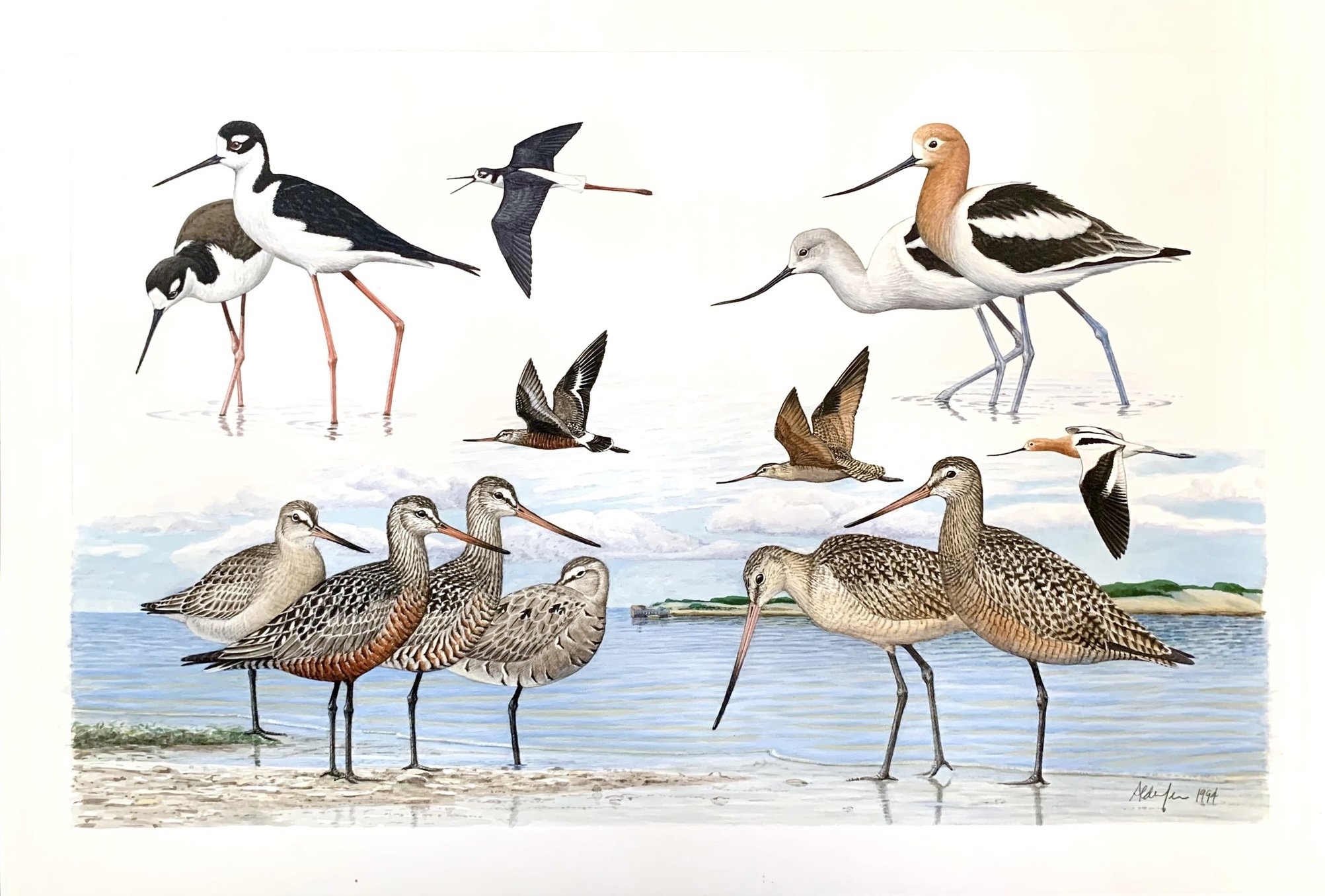 Hudsonian Godwits, Marbled Godwits, Black-necked Stilts, and American Avocets, 1994  (Copy)