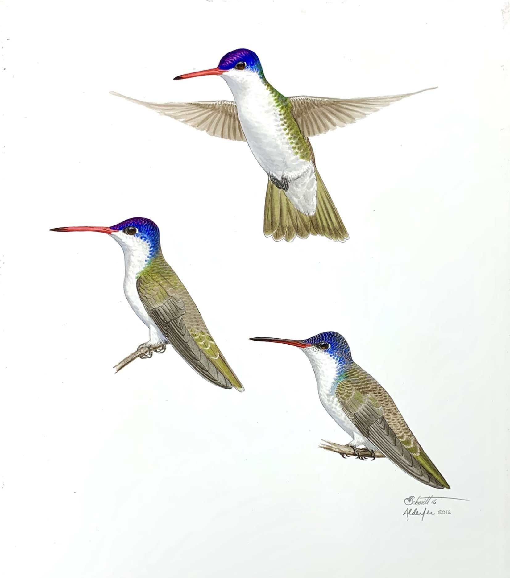 Violet-crowned Hummingbirds, 2016 (Copy)