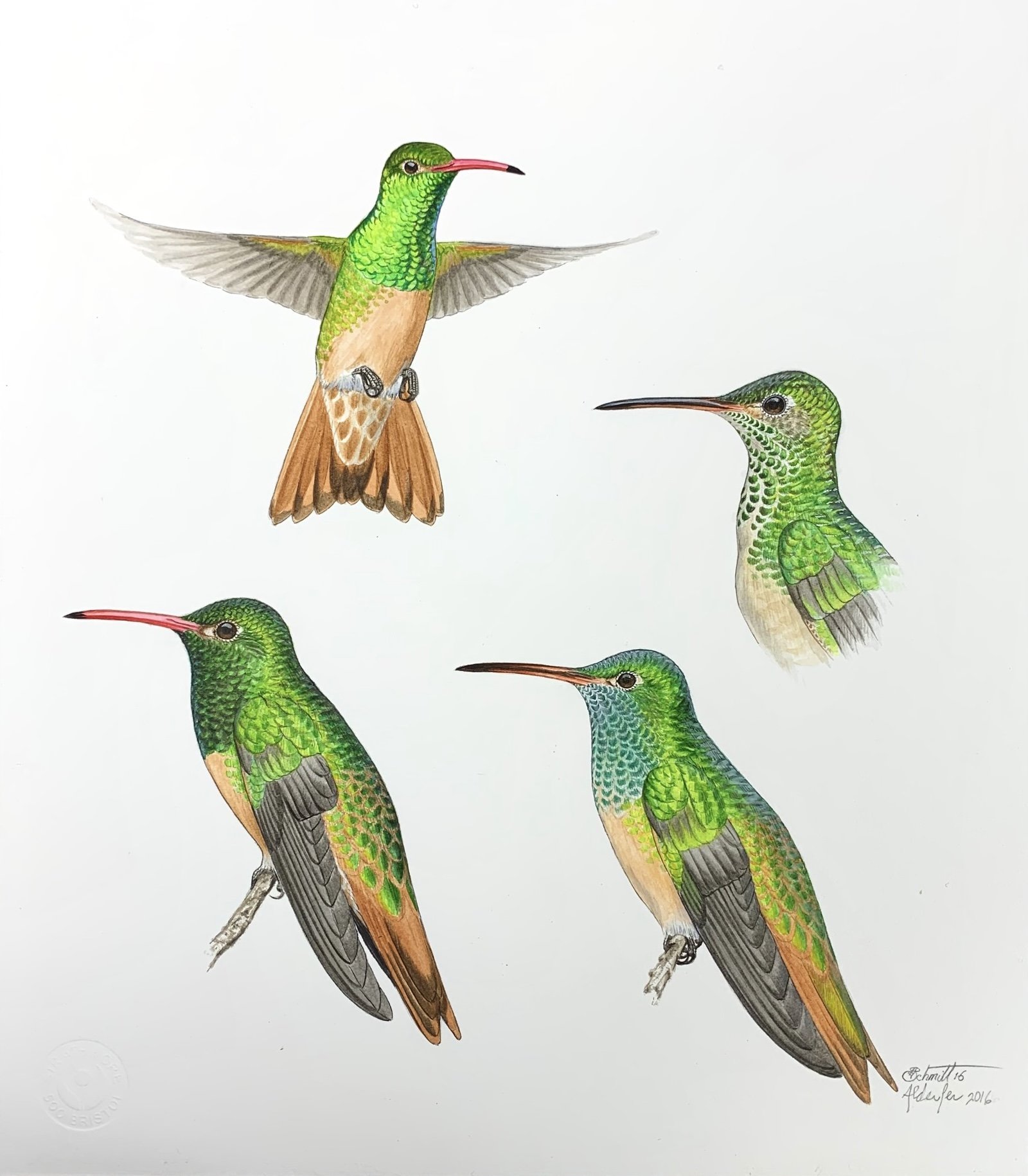 Buff-bellied Hummingbirds, 2016  (Copy)