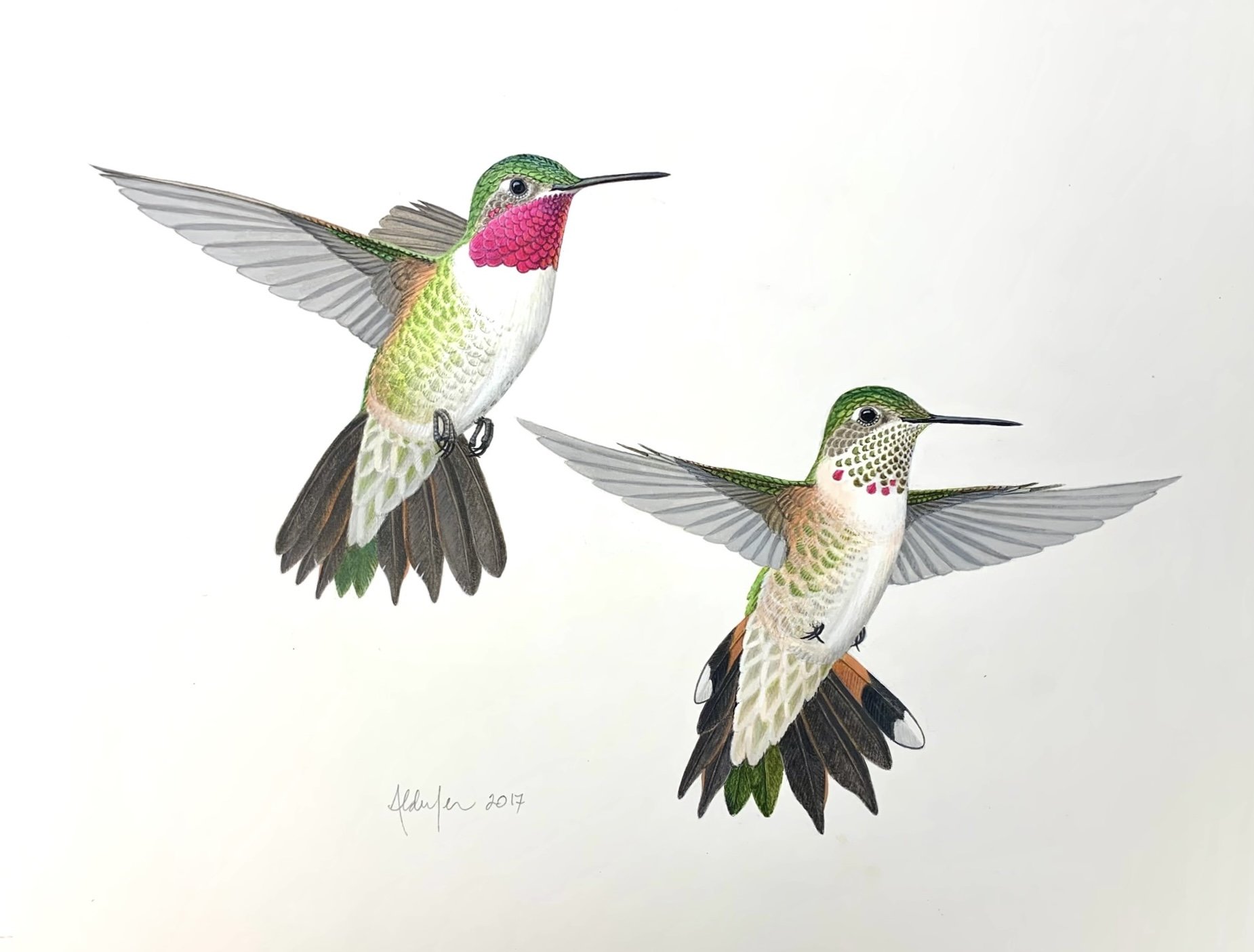 Broad-tailed Hummingbirds in Flight, 2016  (Copy)