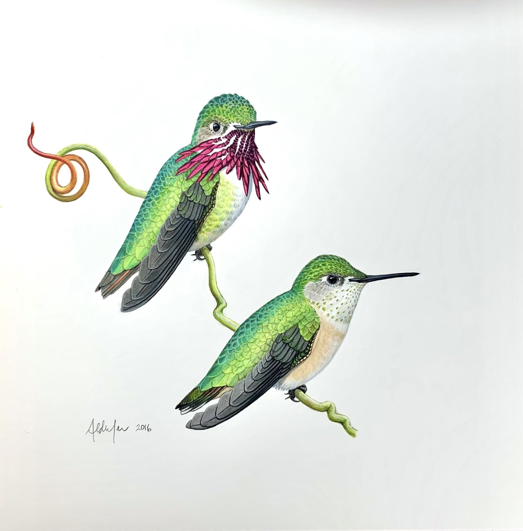 Calliope Hummingbirds, perched, 2016  (Copy)