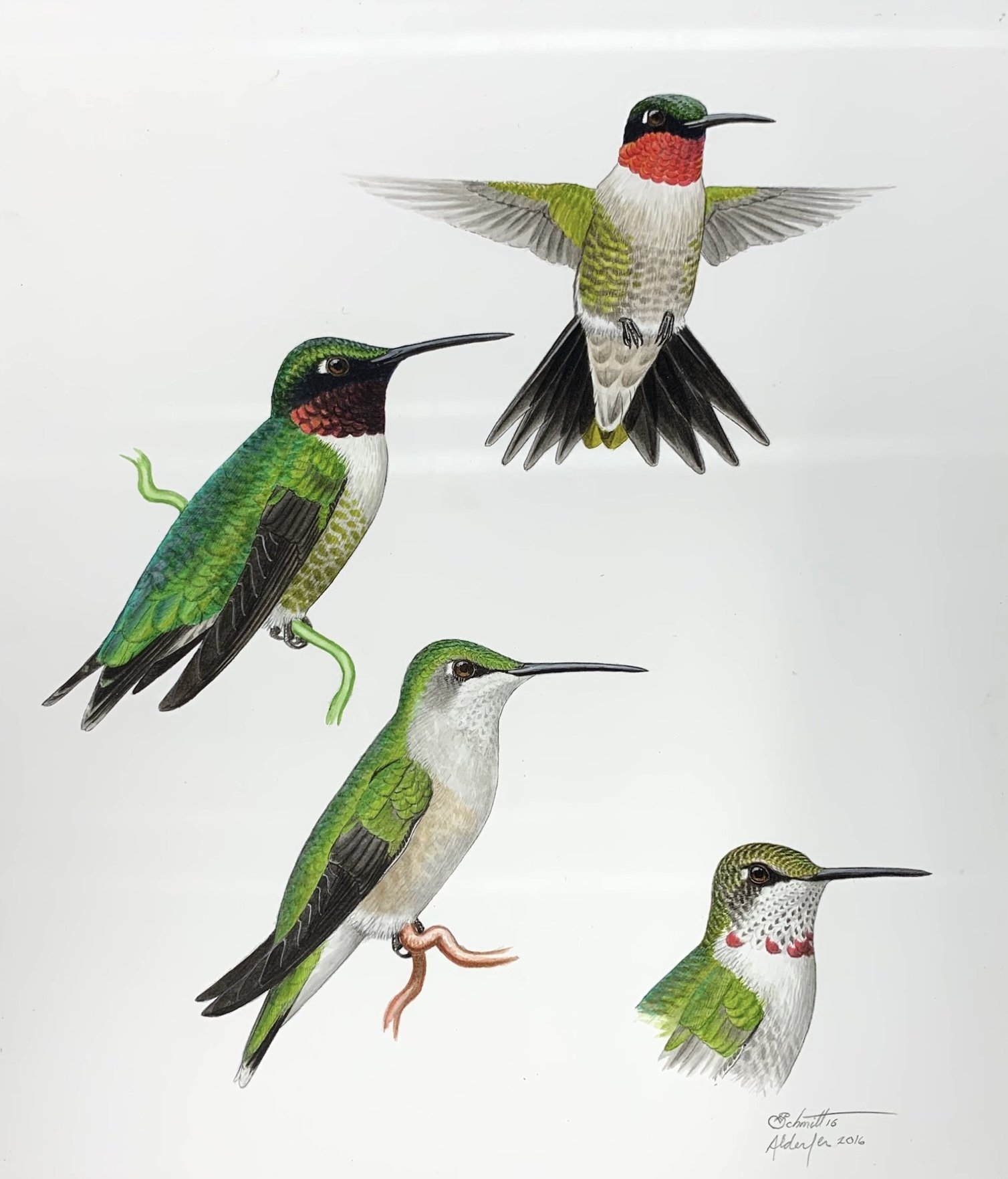 Ruby-throated Hummingbirds, 2016  (Copy)