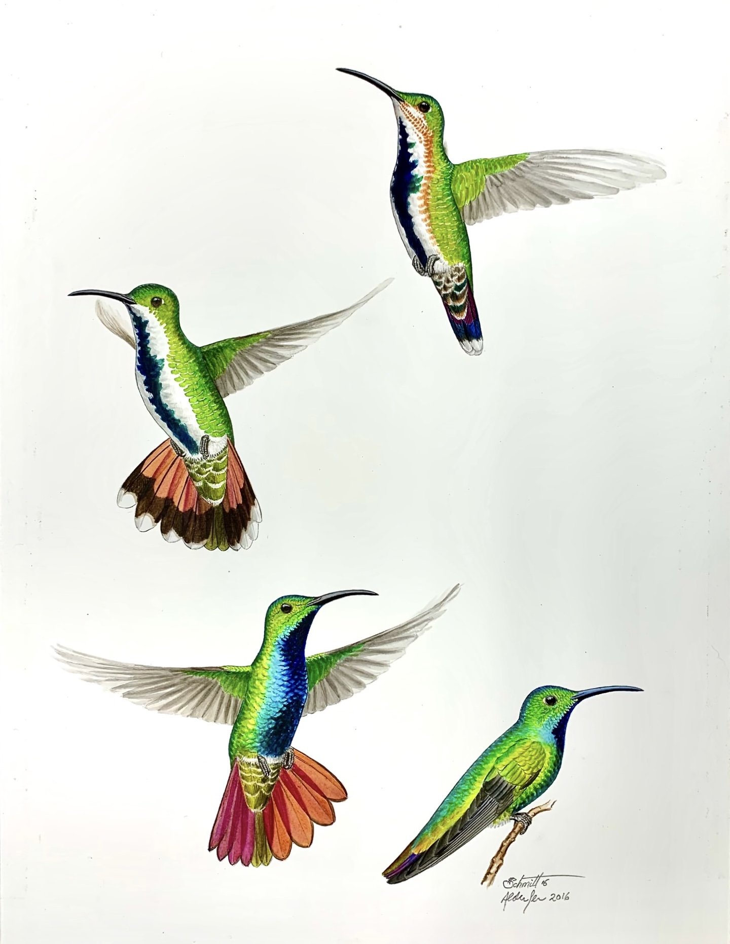 Green-breasted Mangos, 2016  (Copy)