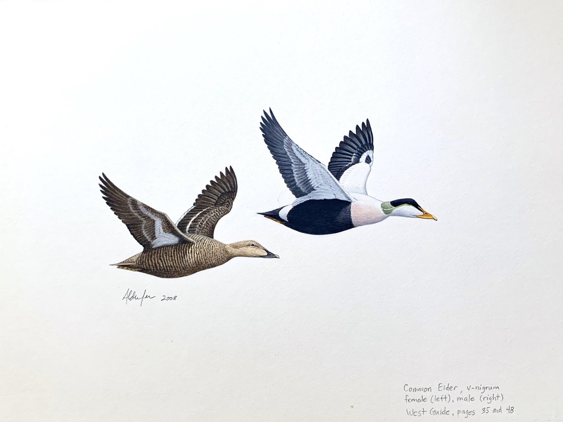 Flying Common Eiders, 2008  (Copy)