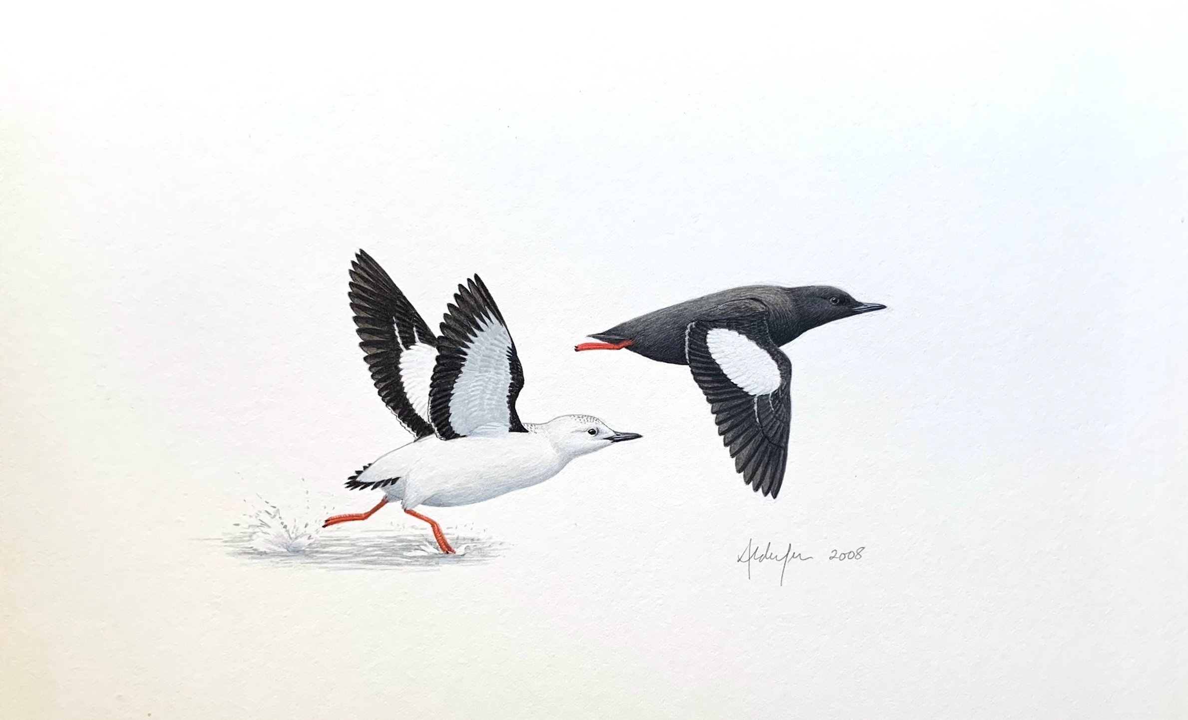 Flying Black Guillemots, 2008  (Copy)