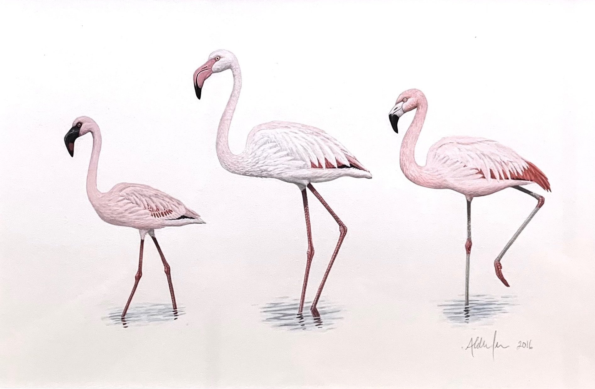 Lesser, Greater, and Chilean Flamingos, 2016  (Copy)