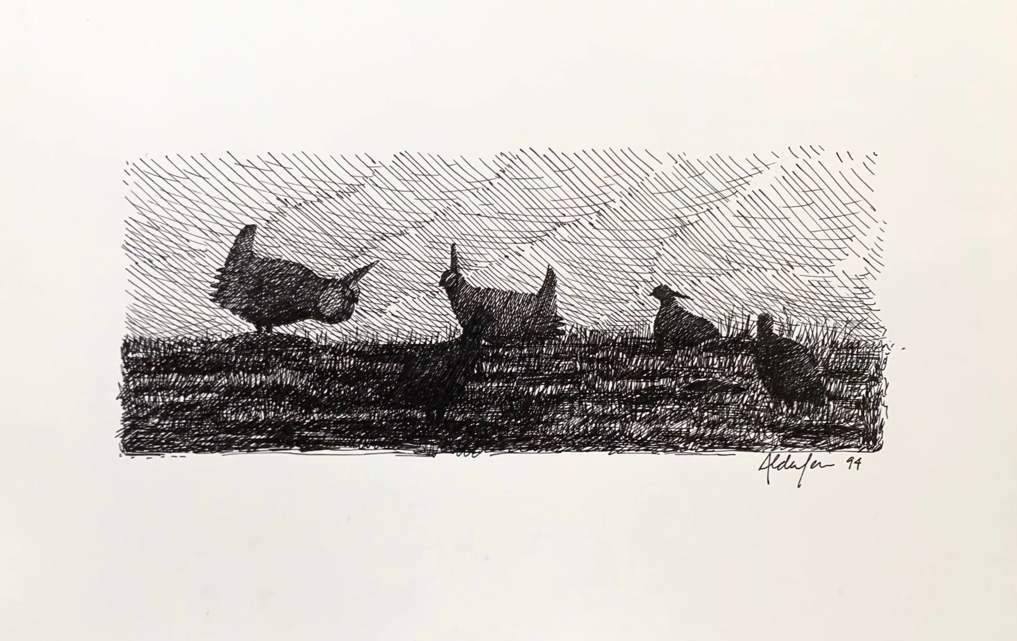 Greater Prairie-Chickens on a Lek, 1994  (Copy)