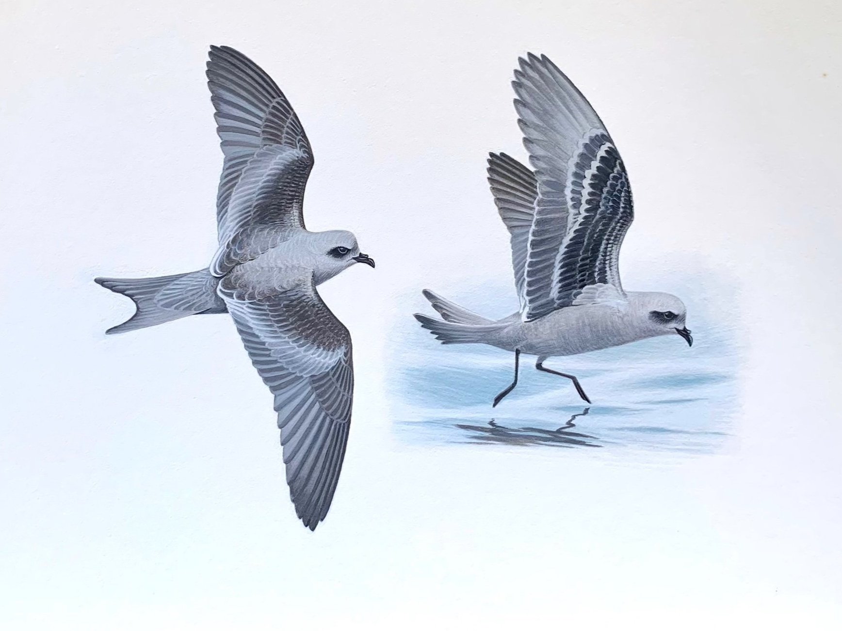 Fork-tailed Storm-Petrels, 2011  (Copy)