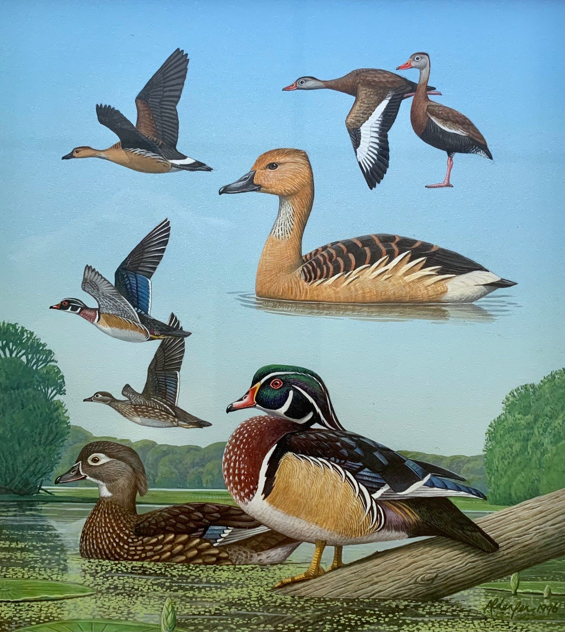 Wood Ducks, Fulvous Whistling-Ducks, and Black-bellied Whistling-Ducks, 1996  (Copy)
