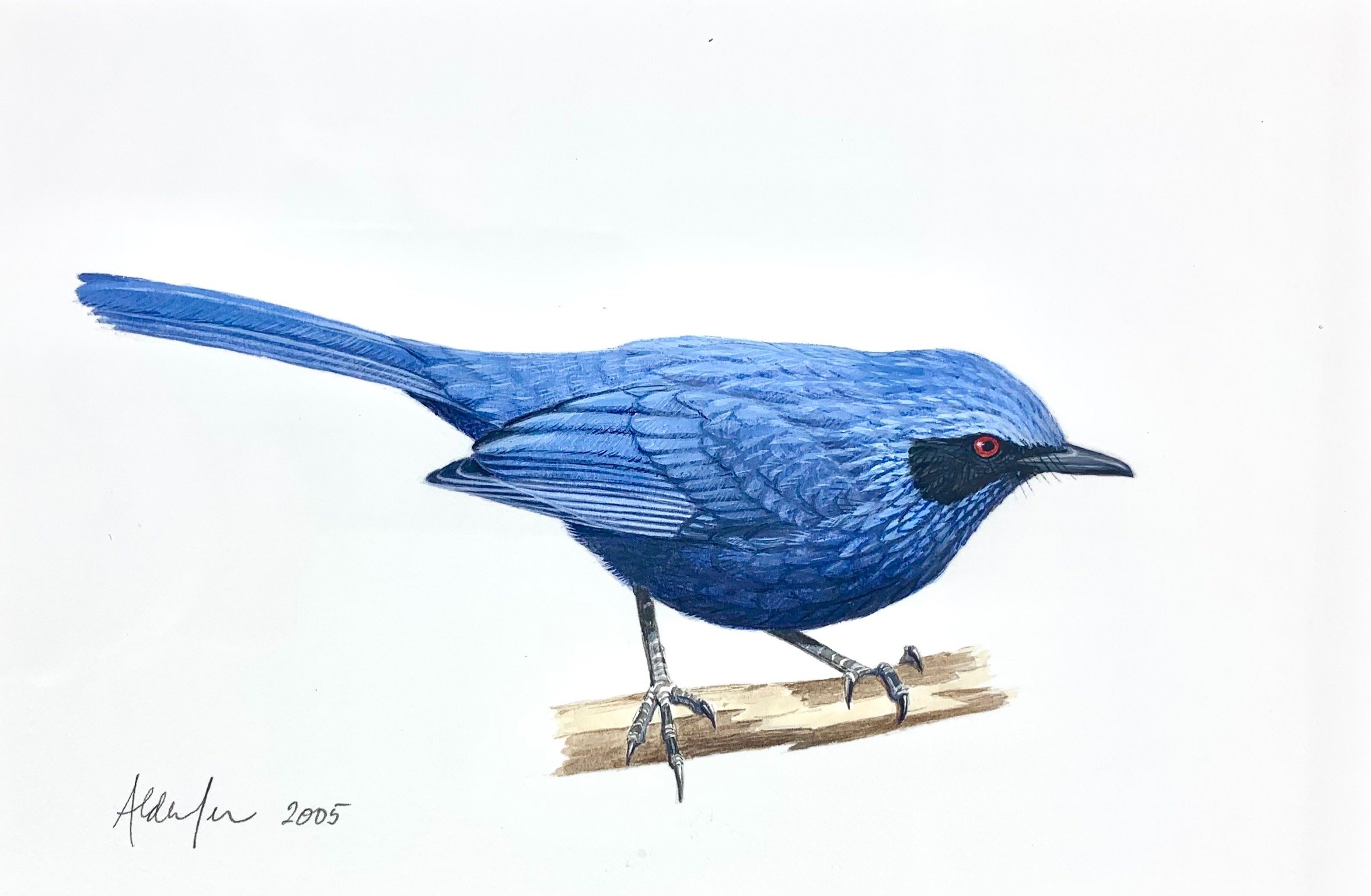 Blue Mockingbird, 2005  (Copy)