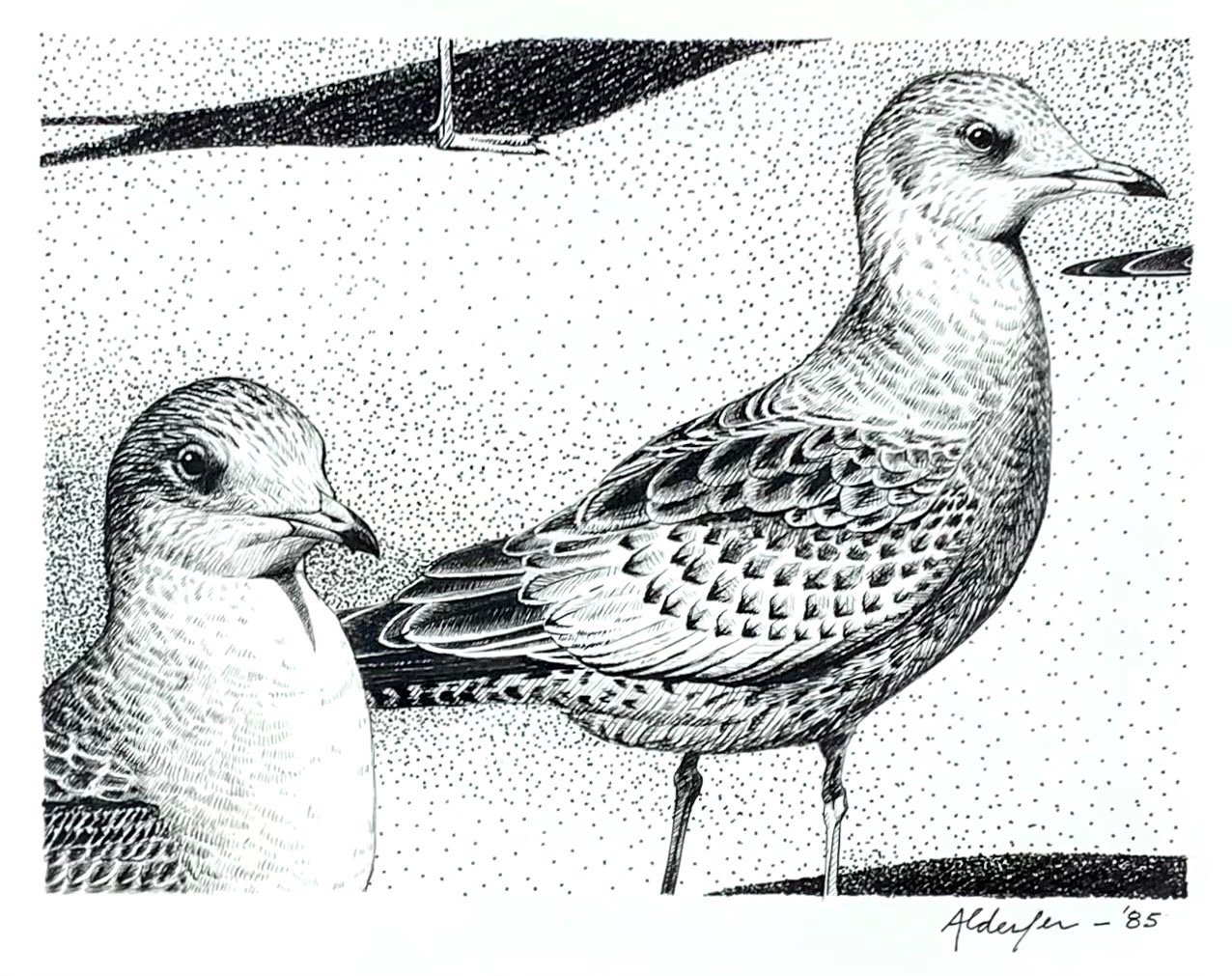 First Winter Mew Gulls on the Beach, 1985  (Copy)