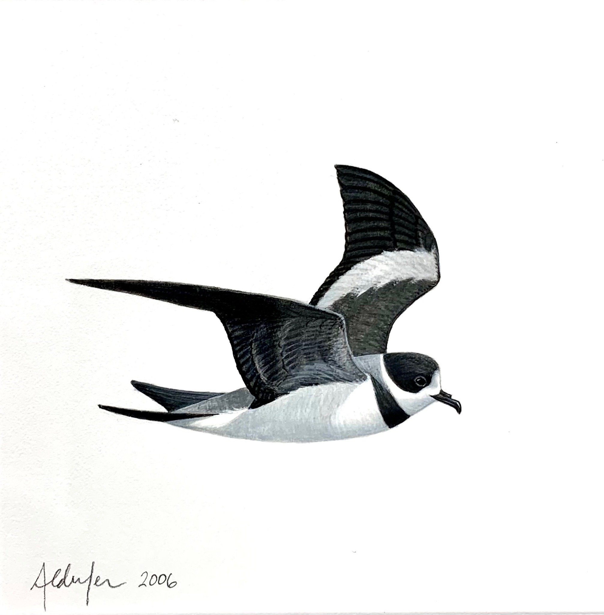 Ringed Storm-Petrel, 2006  (Copy)