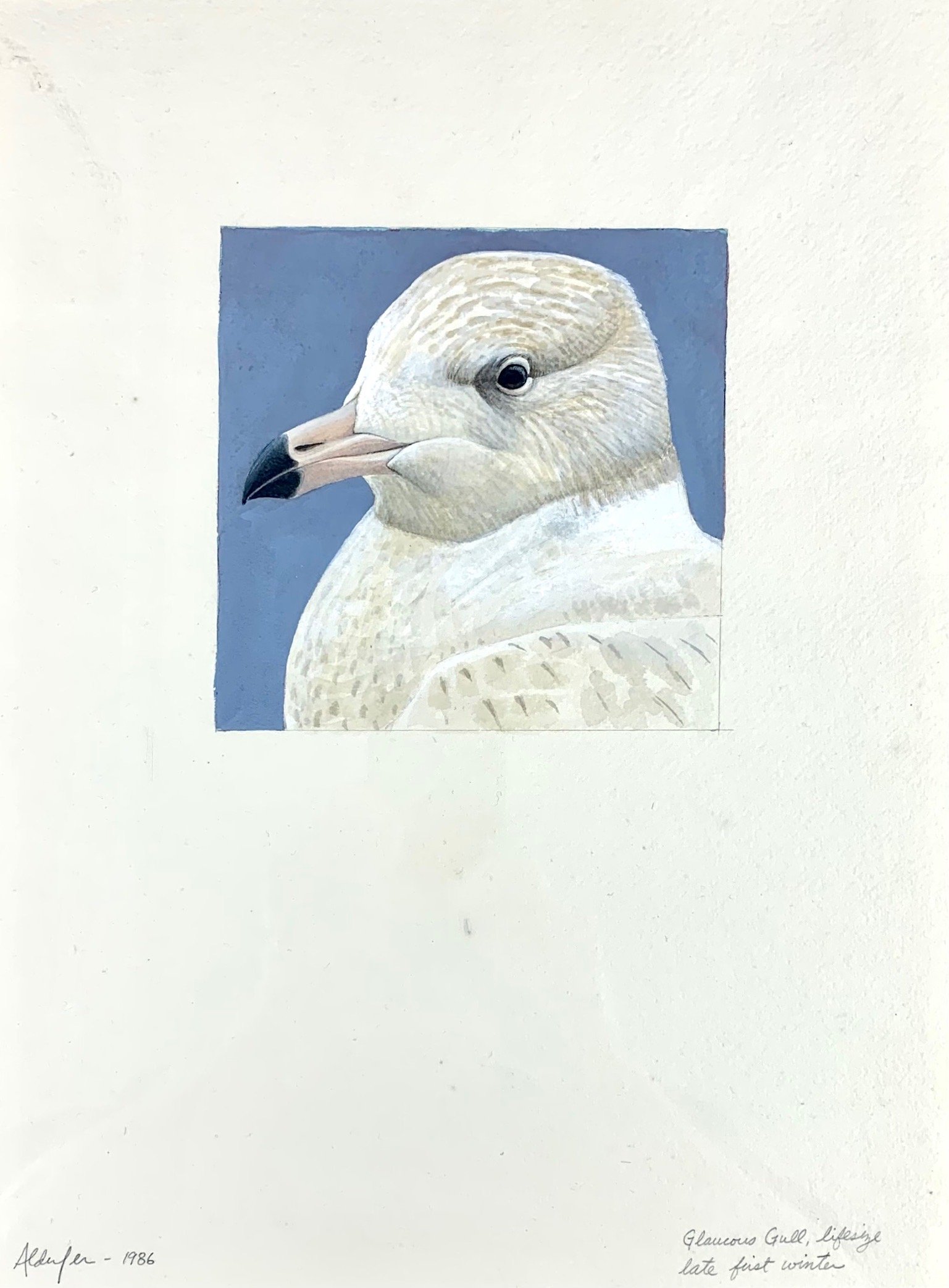 Glaucous Gull, First Winter, 1986  (Copy)