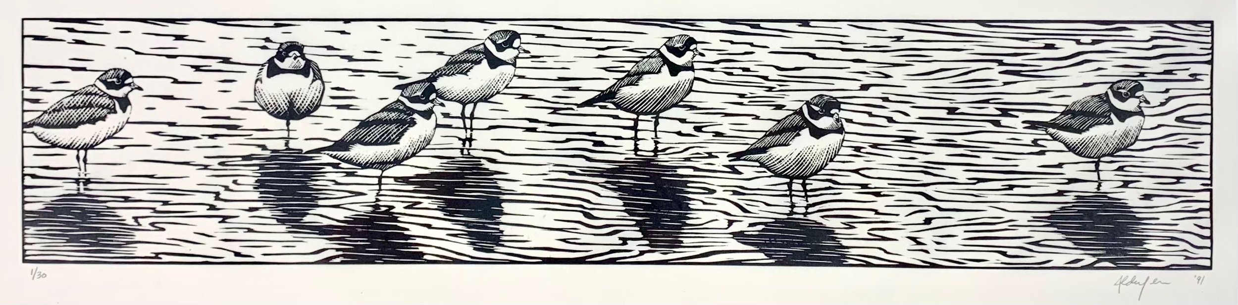 Seven Semipalmated Plovers, 1991  (Copy)