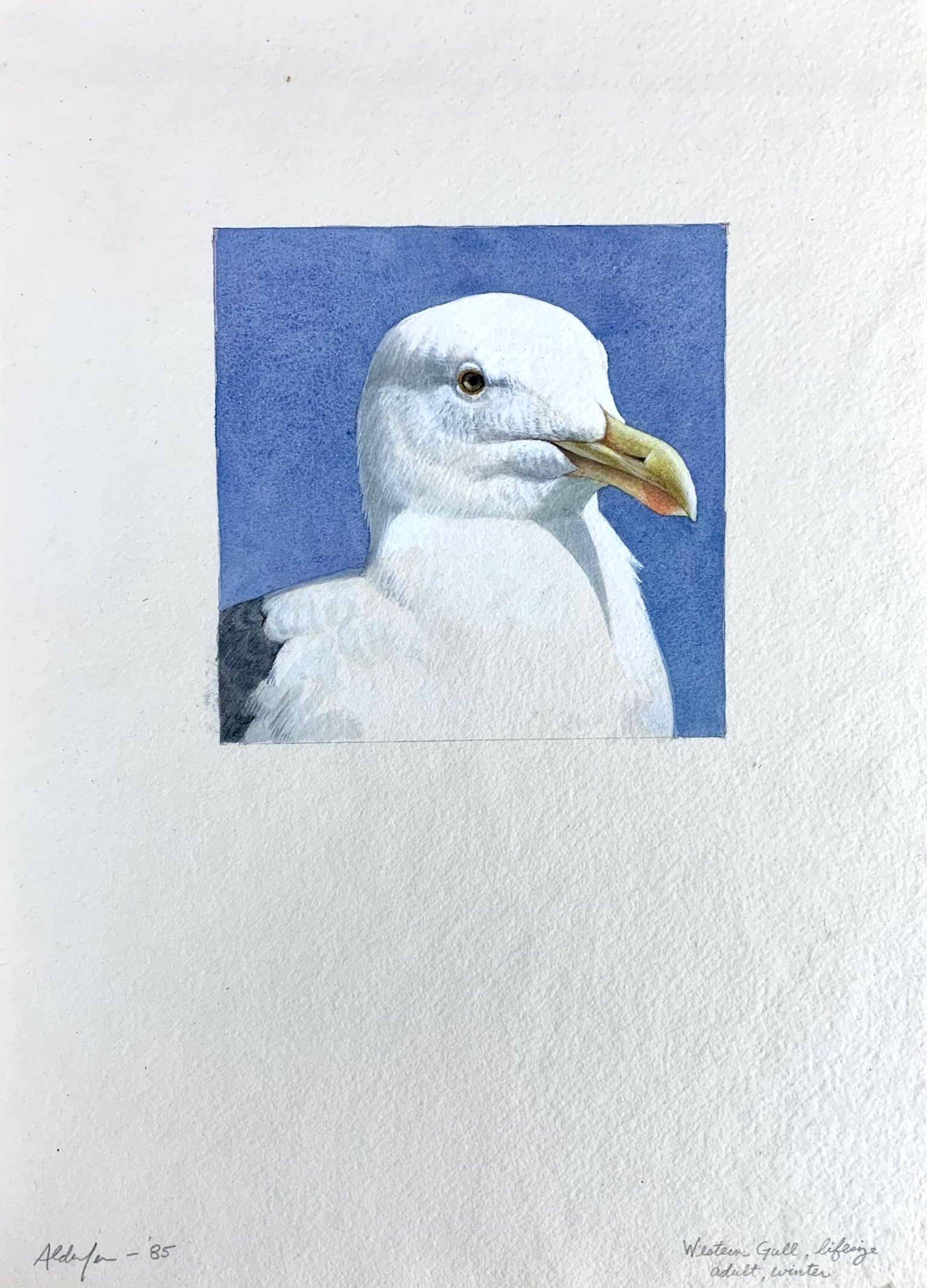 Western Gull, Winter Adult #1, 1985  (Copy)