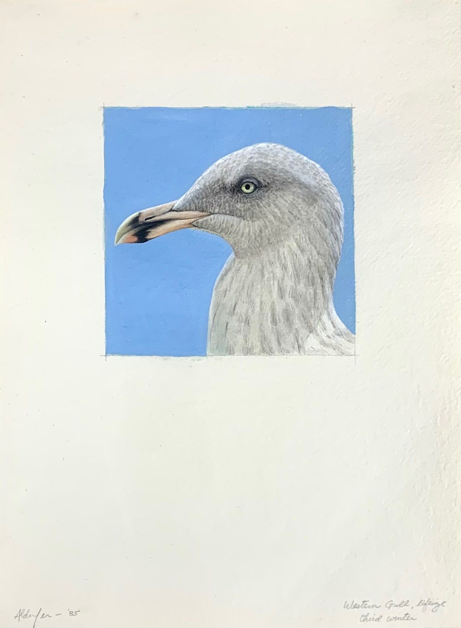 Western Gull, Third Winter, 1985 (Copy)