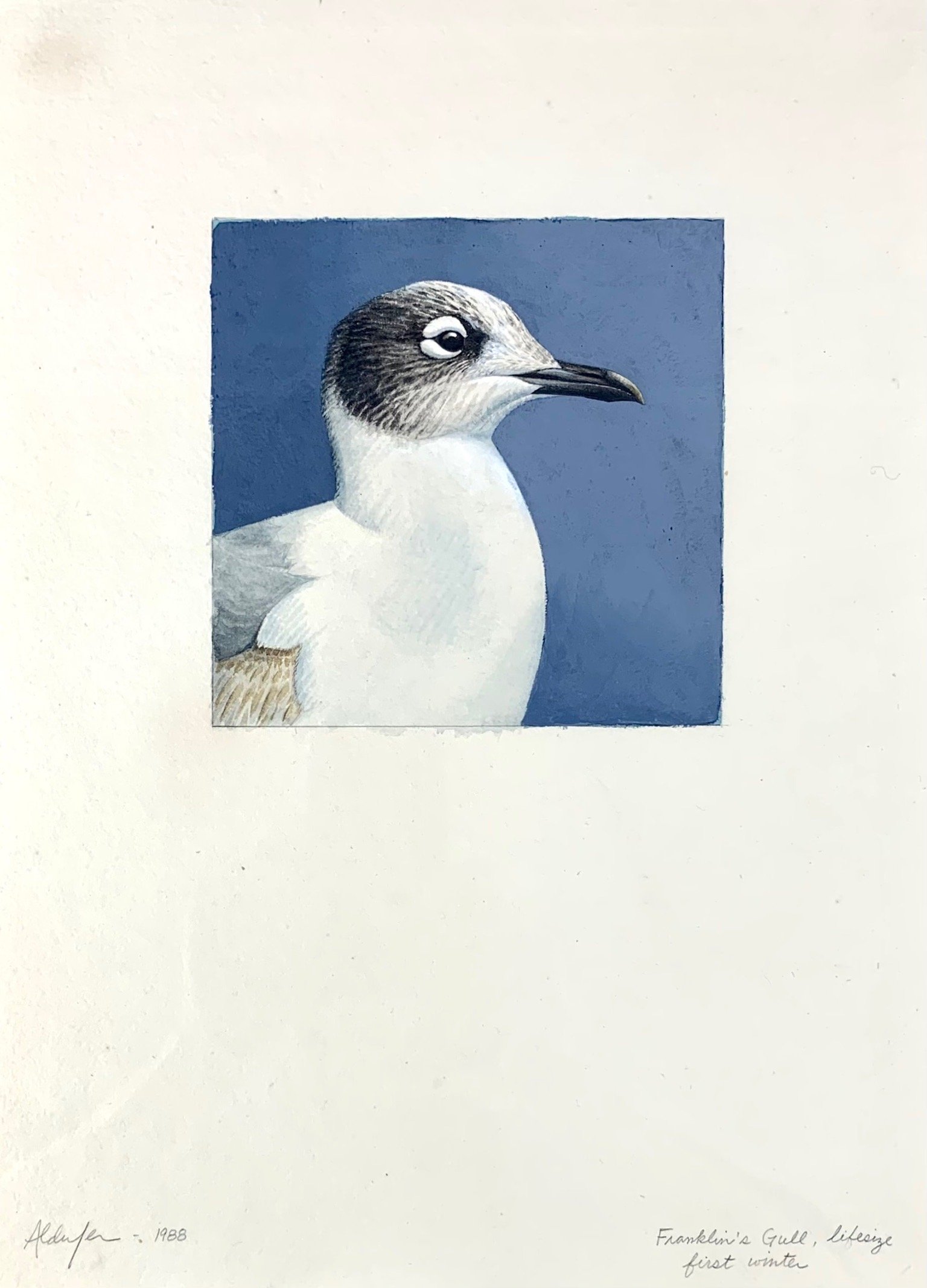 Franklin's Gull, First Winter, 1988  (Copy)