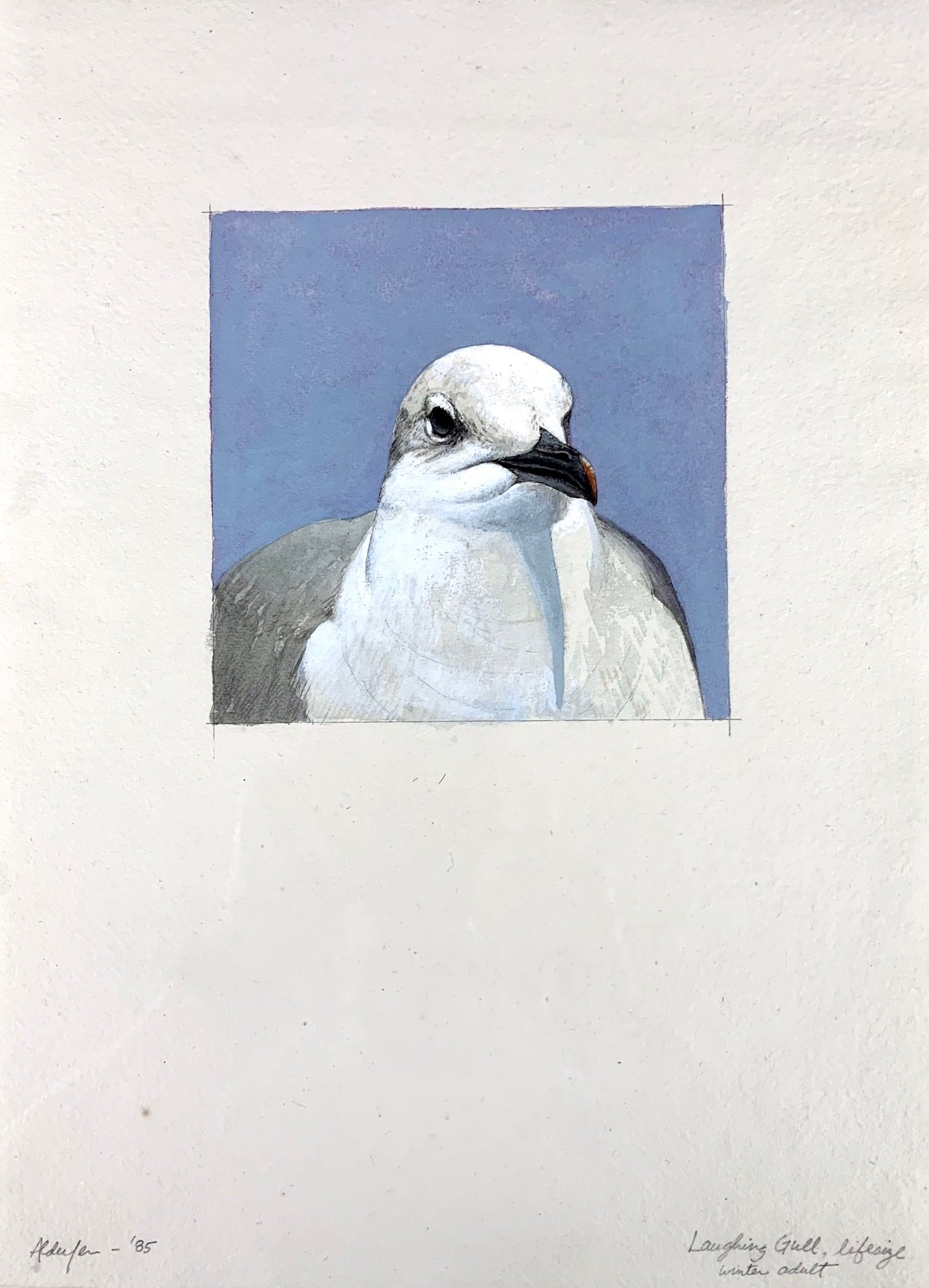 Laughing Gull, Winter Adult, 1985  (Copy)