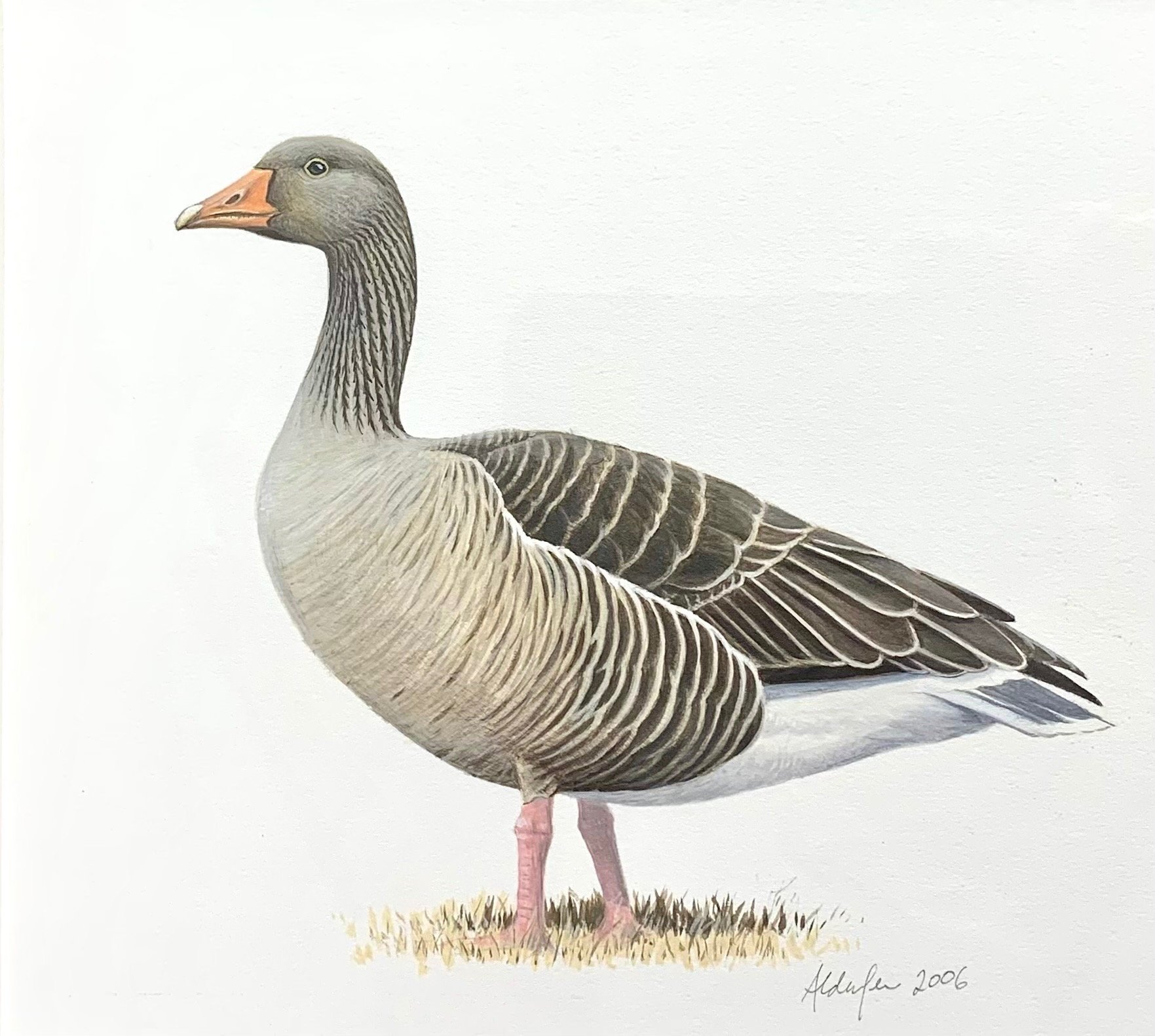 Graylag Goose, 2006  (Copy)